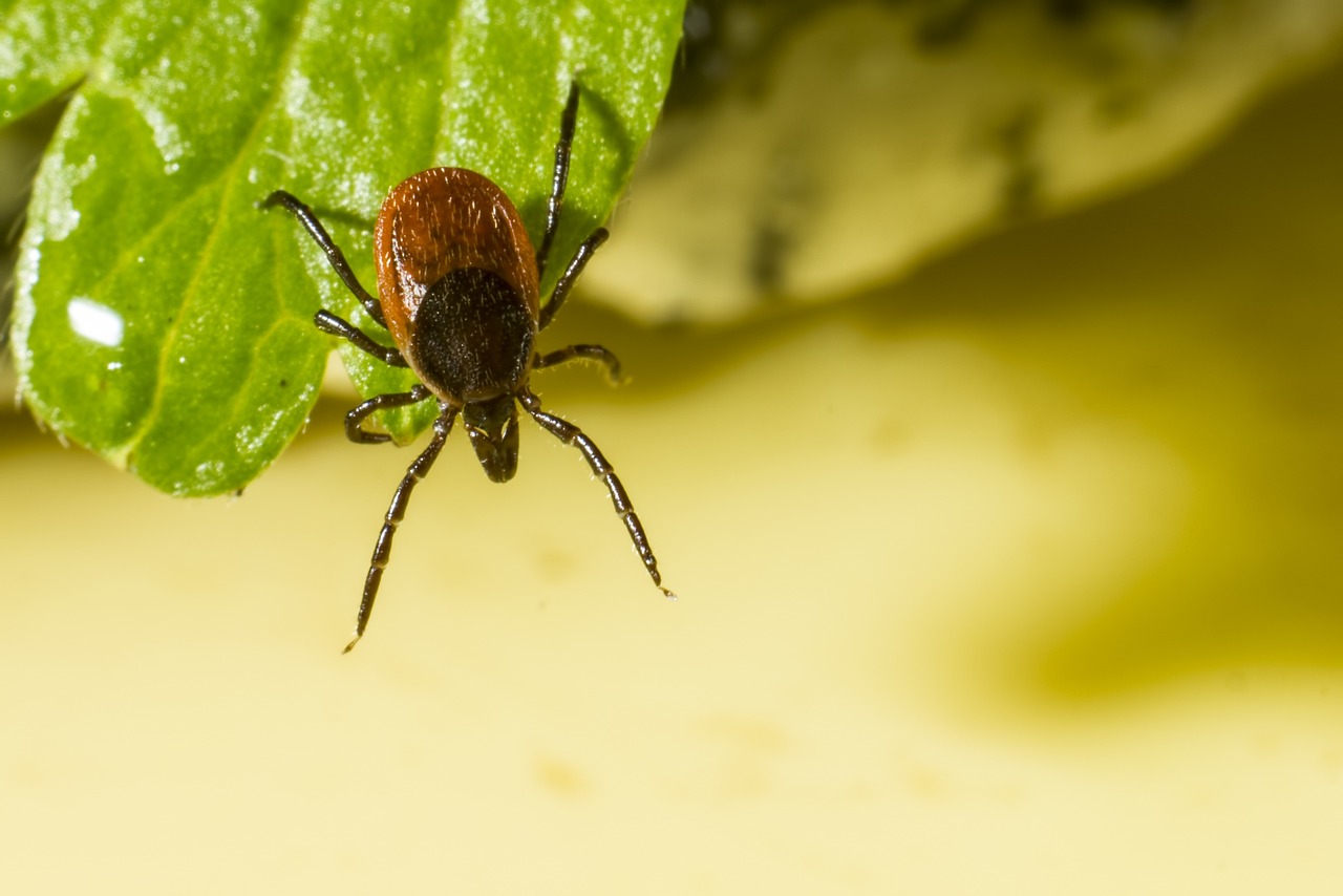 Castor bean tick (Ixodes ricinus)