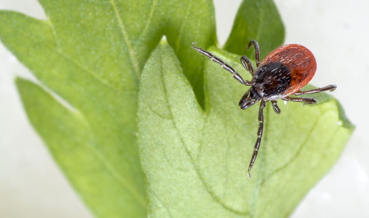 Castor bean tick (Ixodes ricinus)