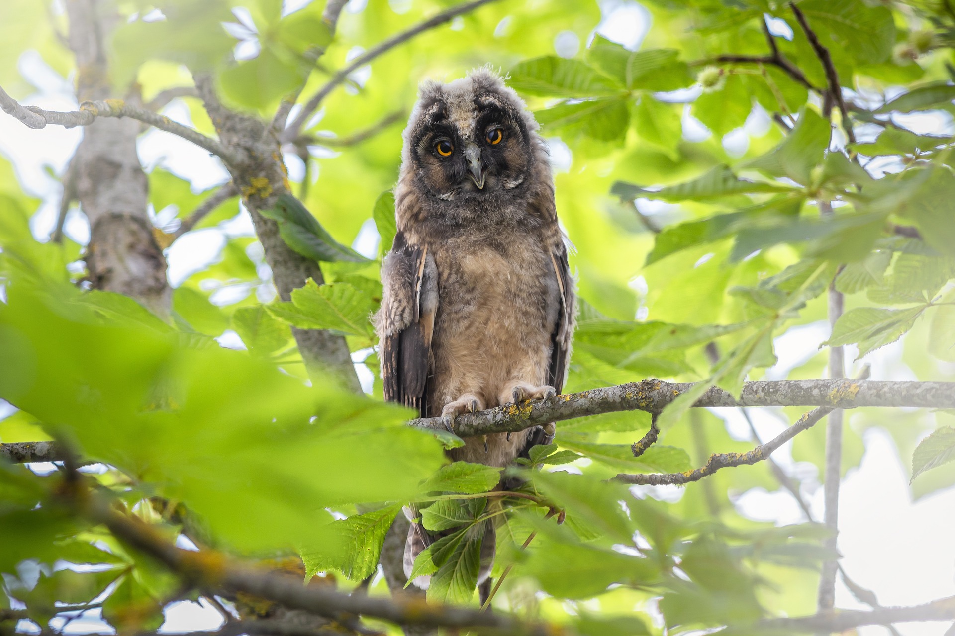 Long-eared Owl (Asio otus)