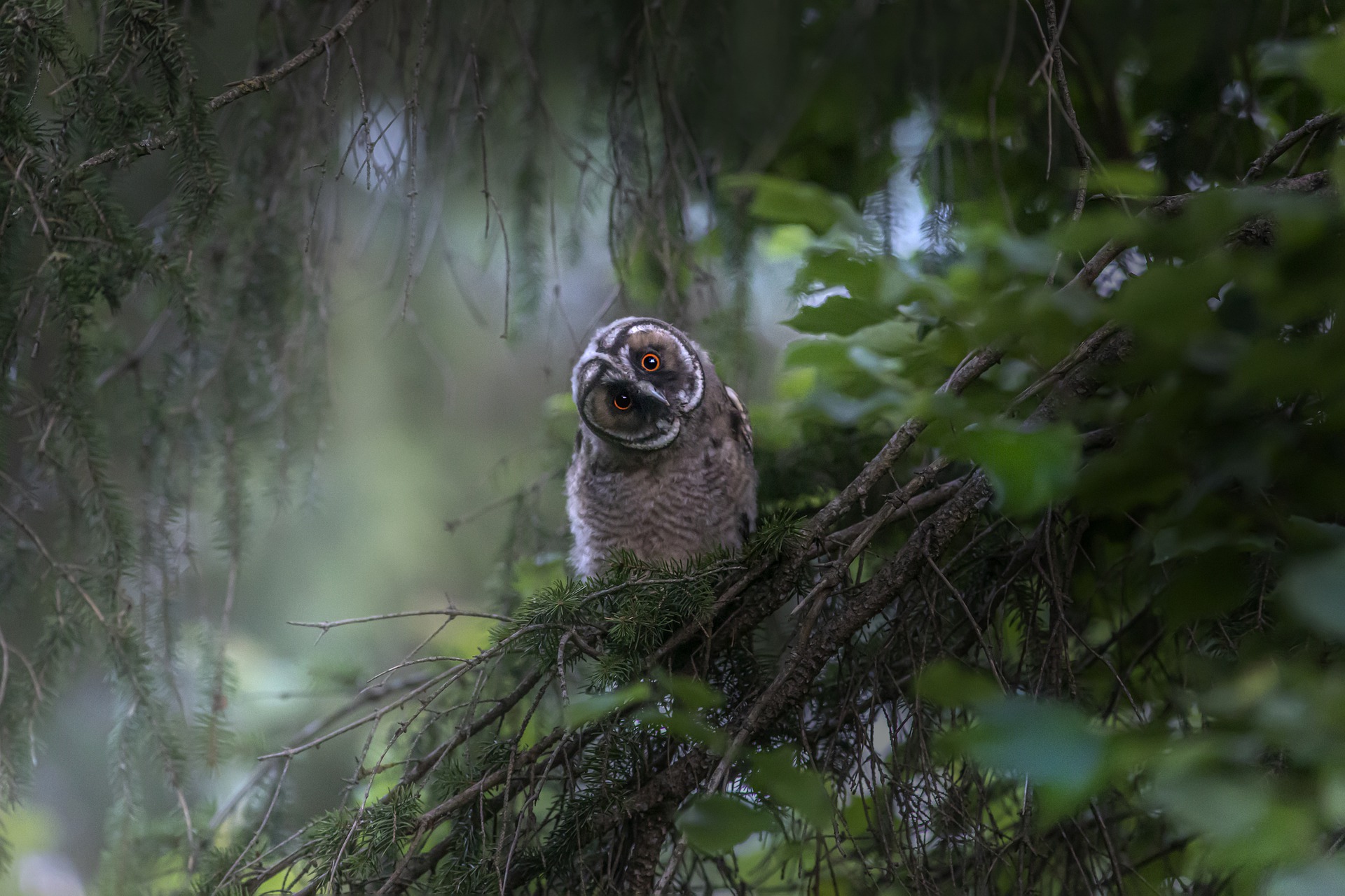 Long-eared Owl (Asio otus)