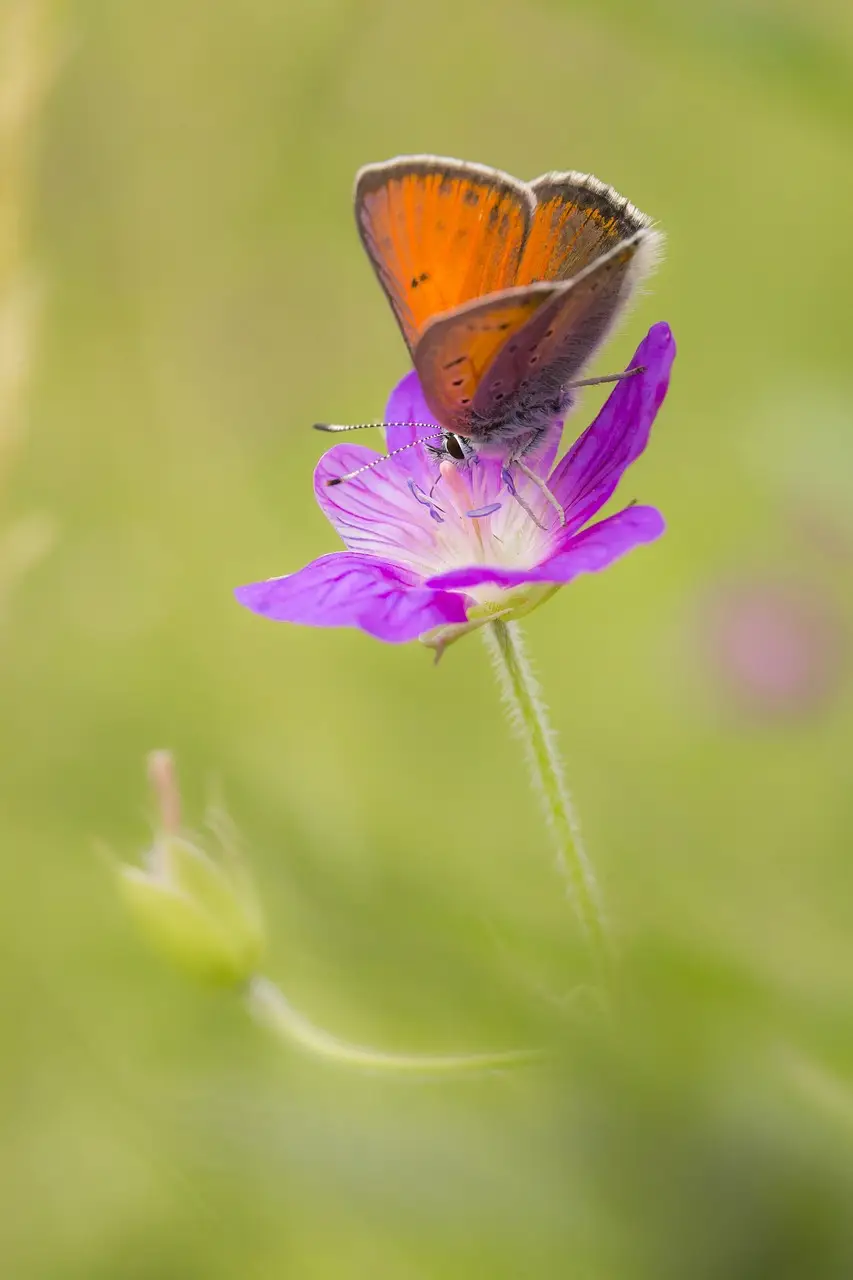 Purple-edged Copper (Lycaena hippothoe)