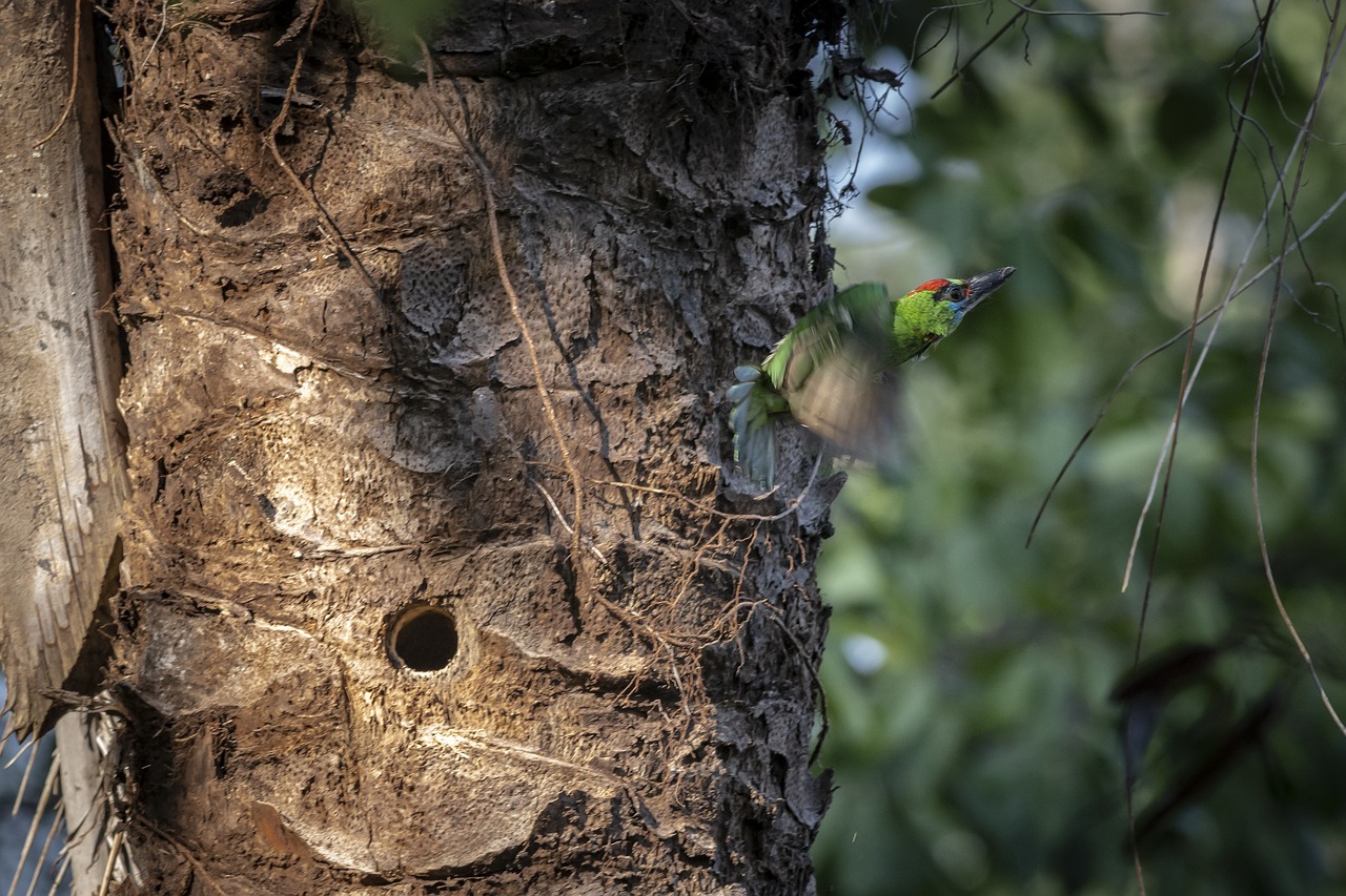 Red-throated Barbet (Megalaima mystacophanos)