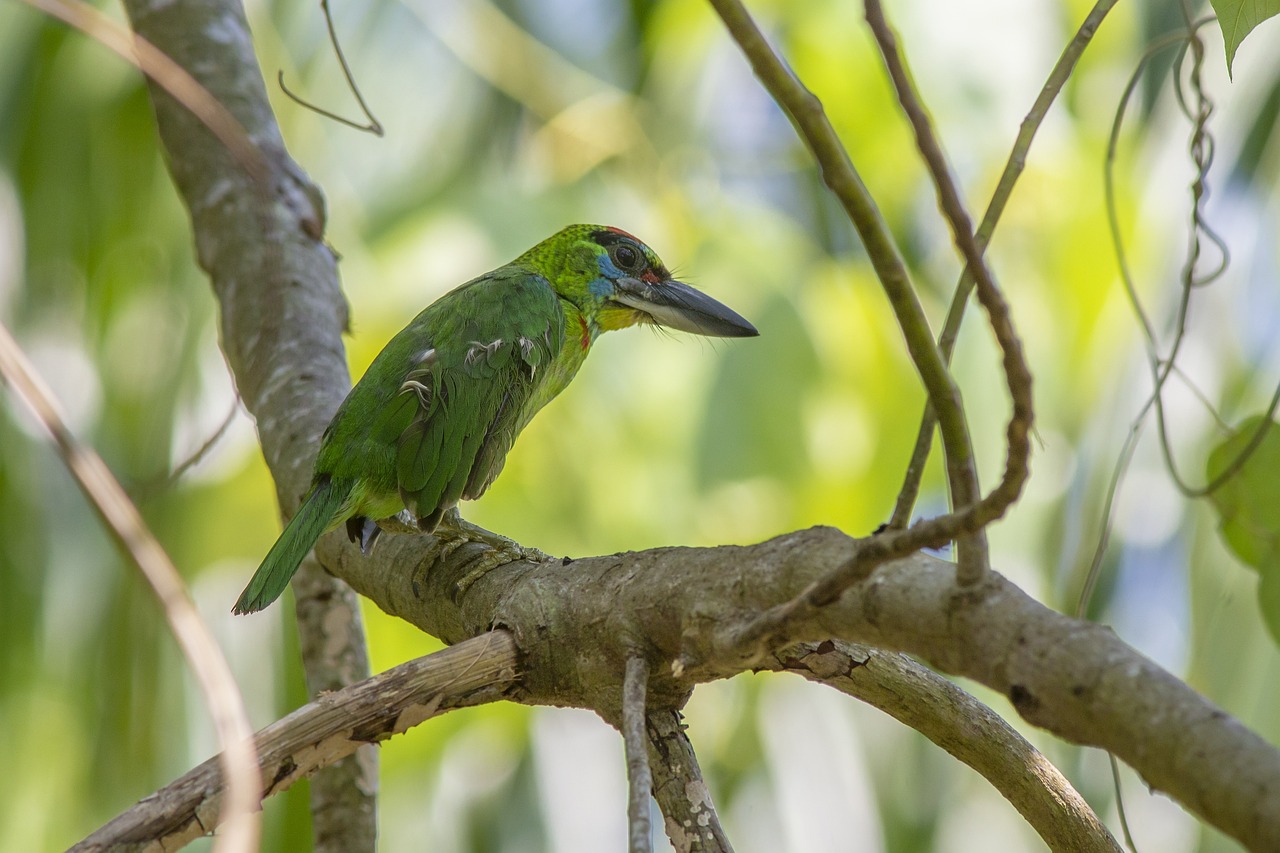 Red-throated Barbet (Megalaima mystacophanos)