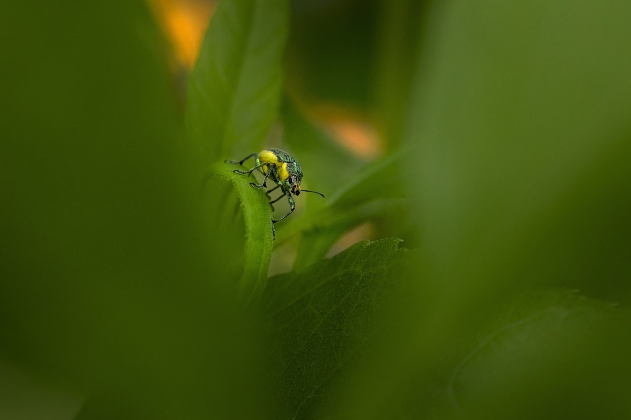 Green Weevil (Chlorophanus viridis)