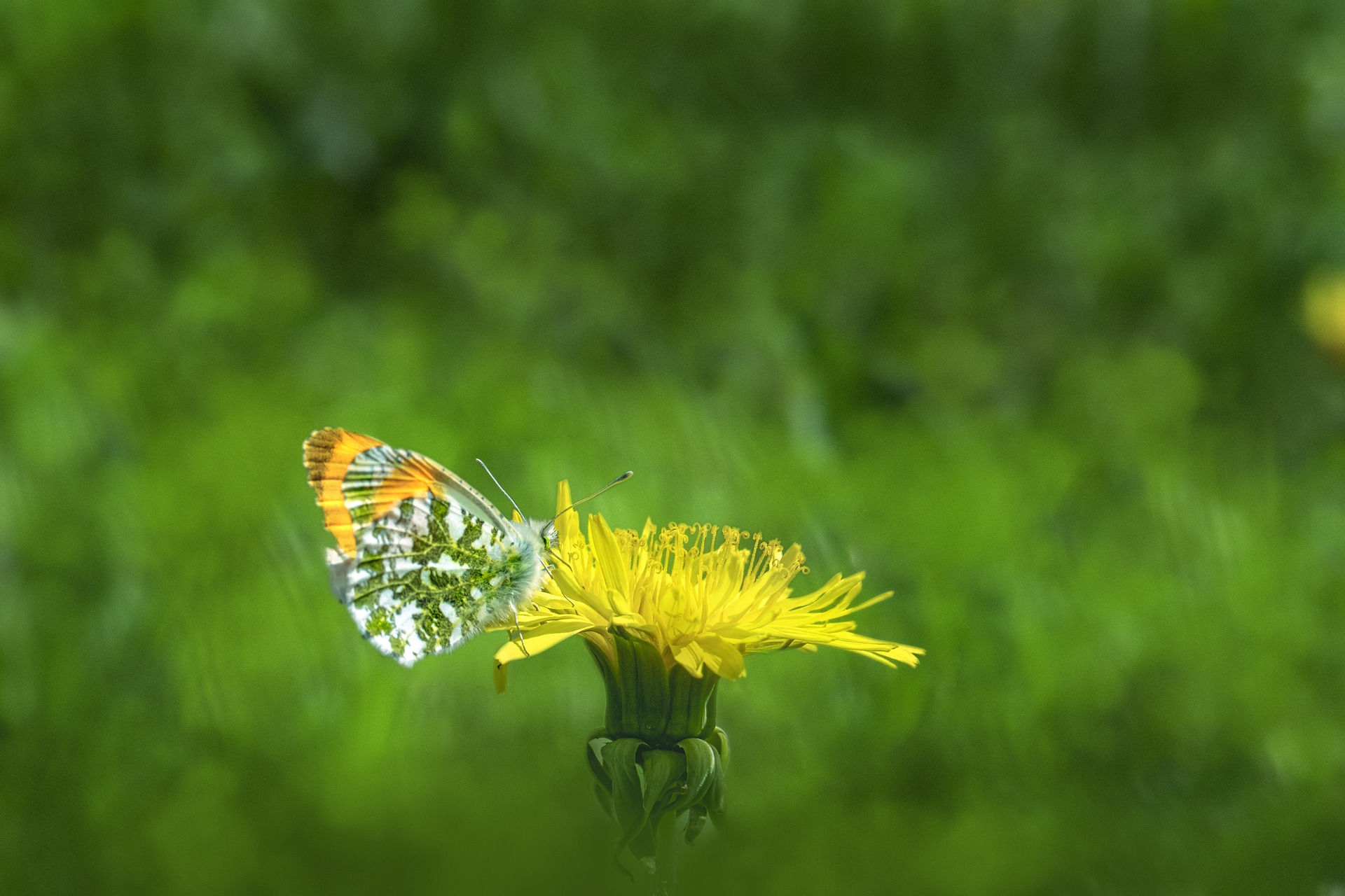 Orange Tip Butterfly (Anthocharis cardamines)