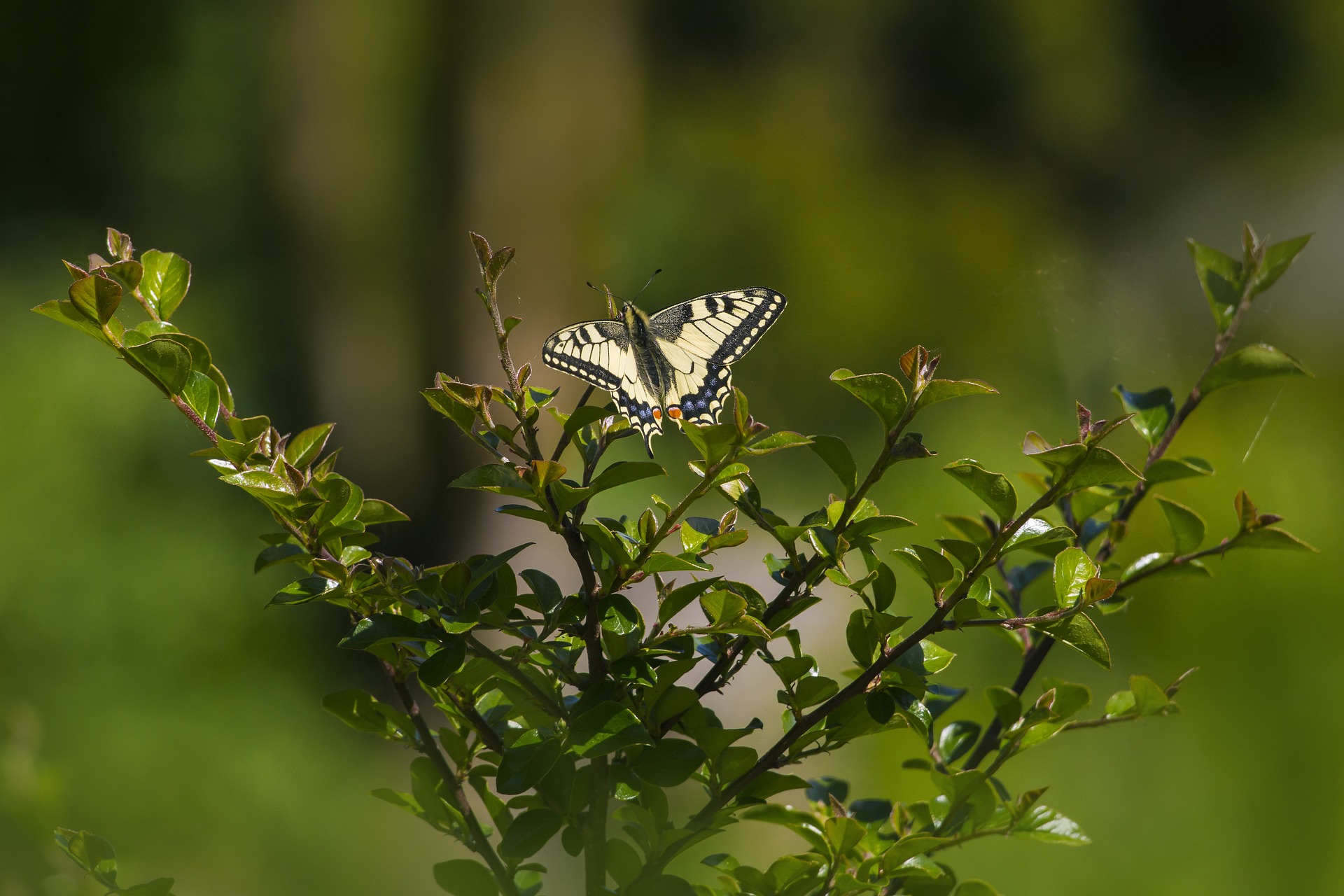 Old World Swallowtail (Papilio machaon)