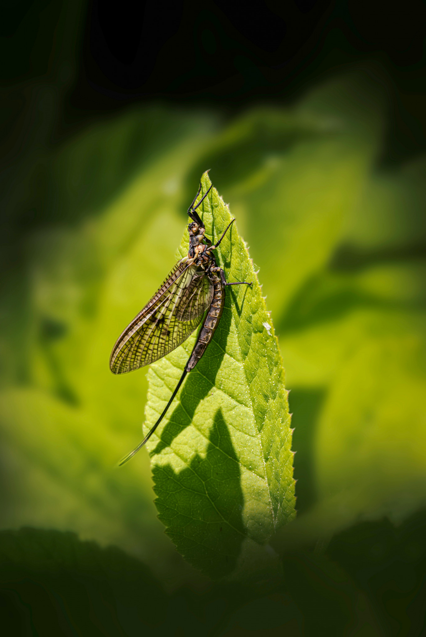 Mayfly