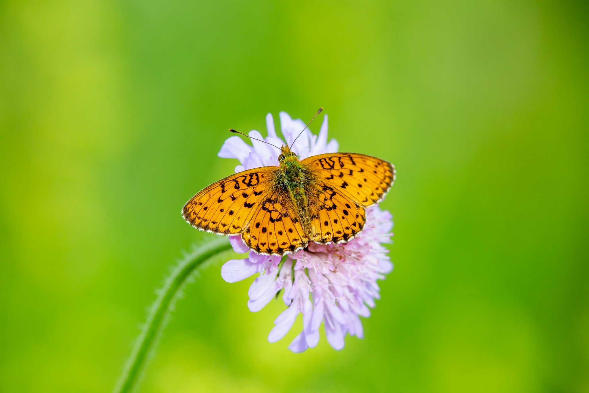  Lesser marbled fritillary (Brenthis ino)