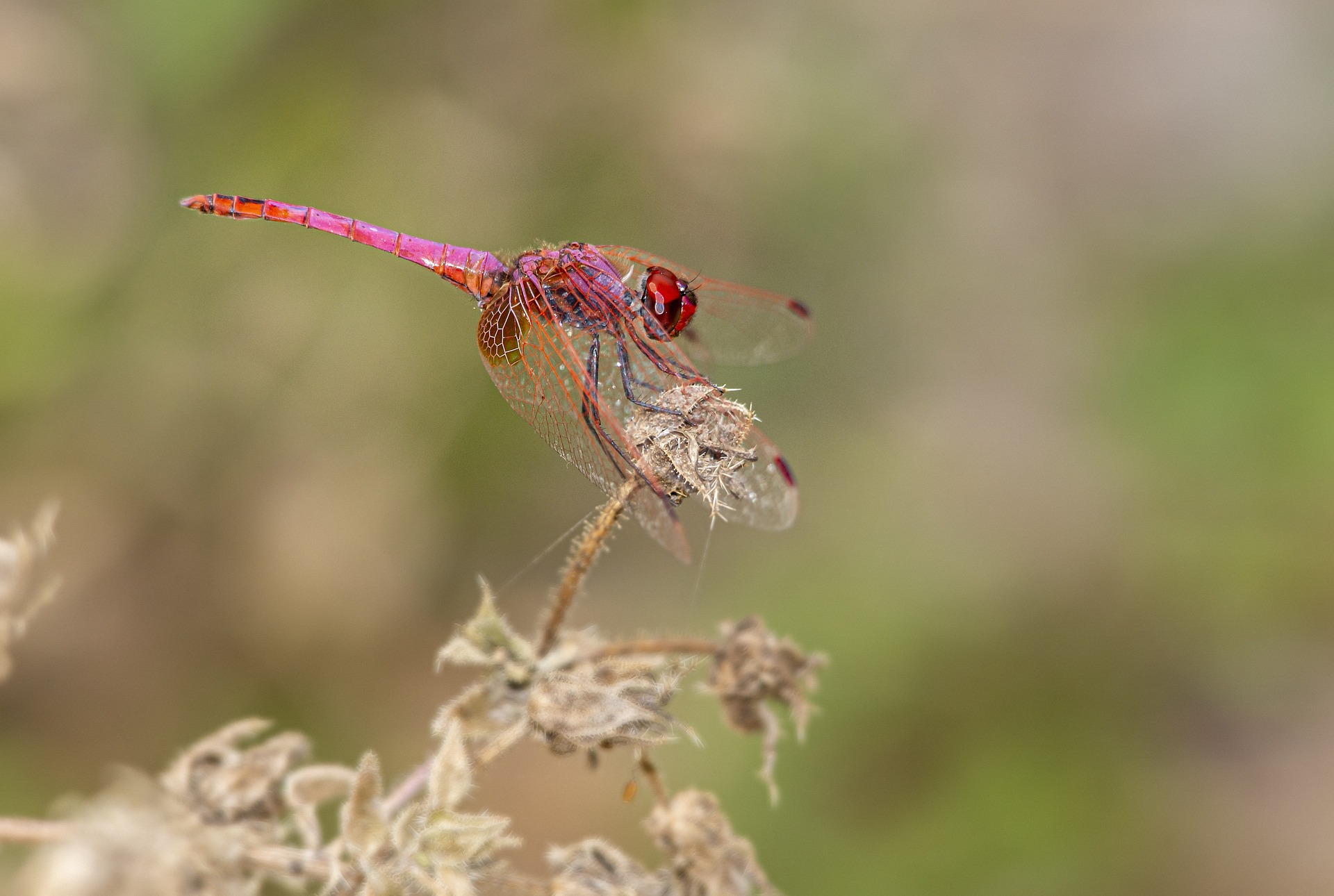 Violet Dropwing (Trithemis annulata)