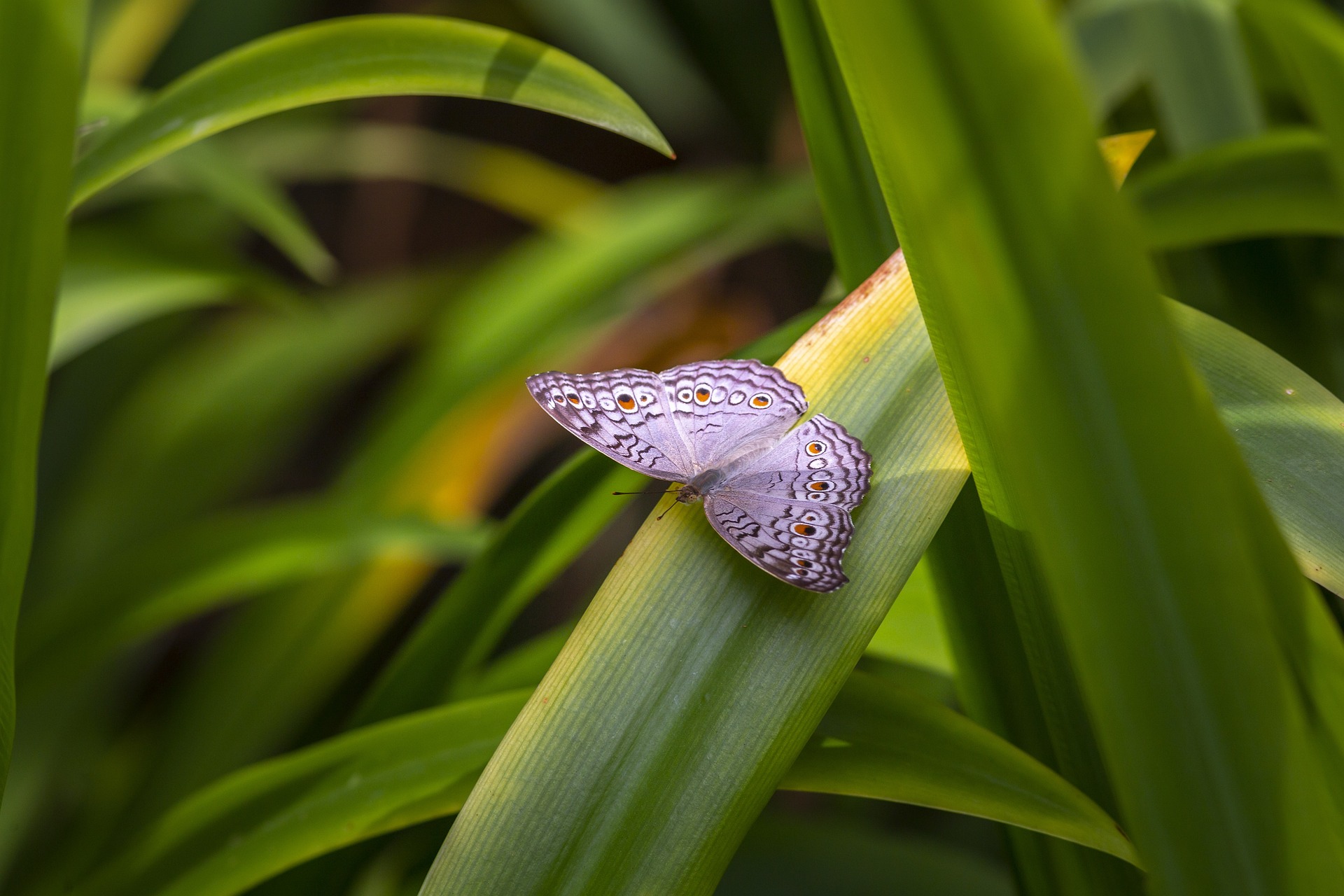 Grey Pansy (Junonia atlites)