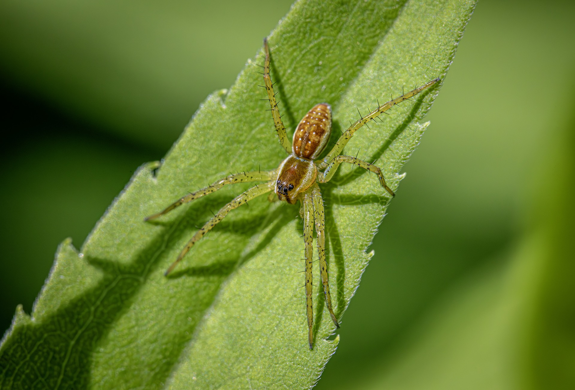 Raft spider (Dolomedes fimbriatus)