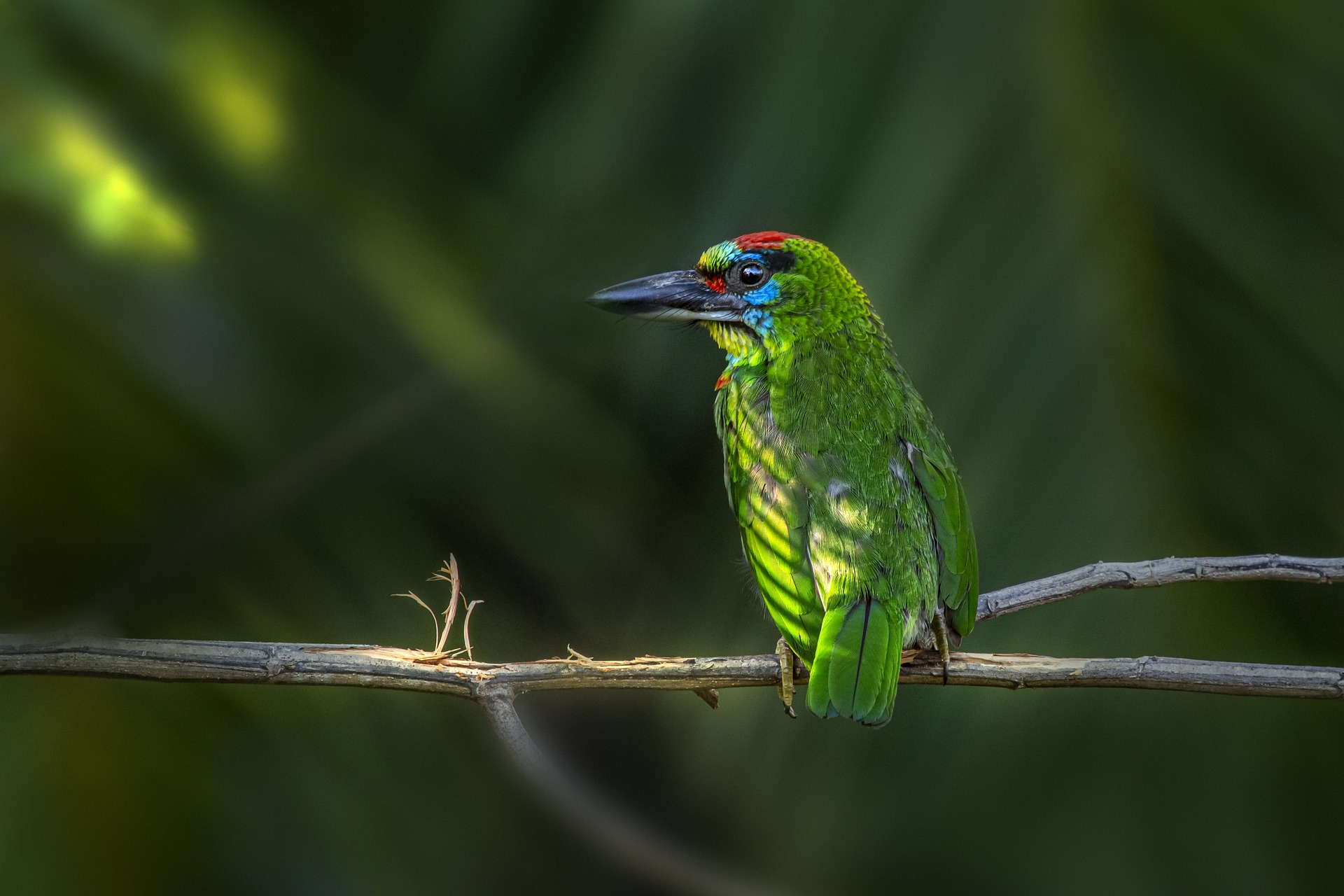 Red-throated Barbet (Psilopogon mystacophanos)