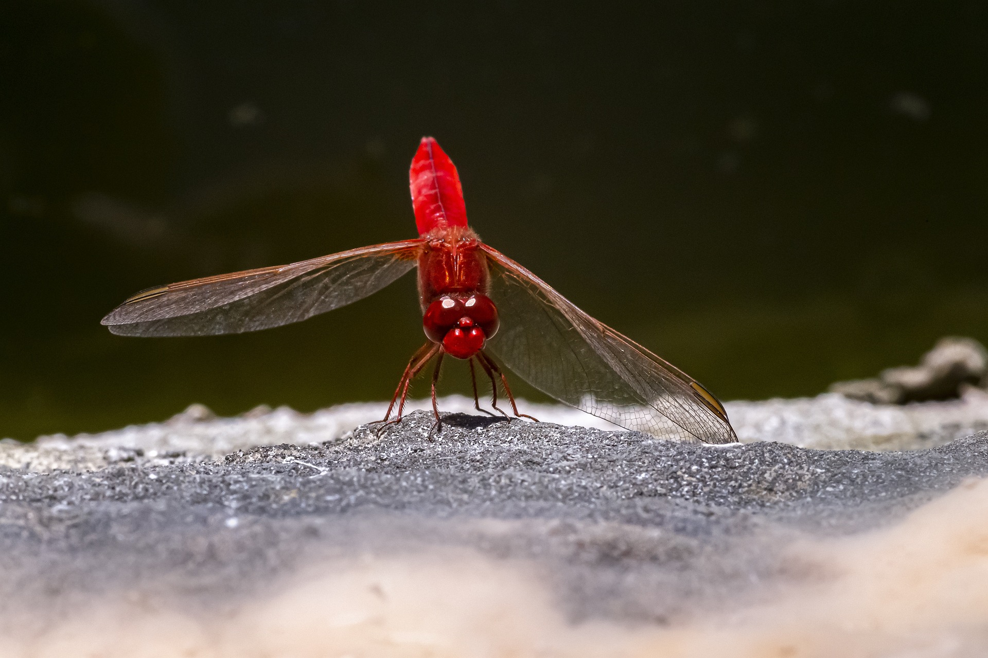 Scarlet dragonfly (Crocothemis erythraea)