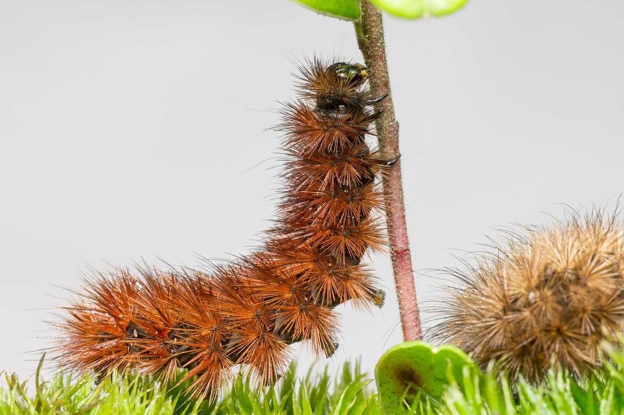 Ruby Tiger Moth (Phragmatobia fuliginosa)