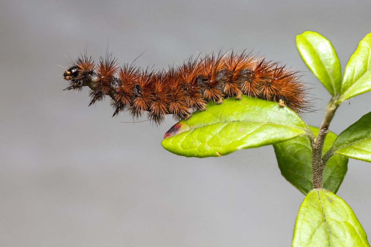 Ruby Tiger Moth (Phragmatobia fuliginosa)