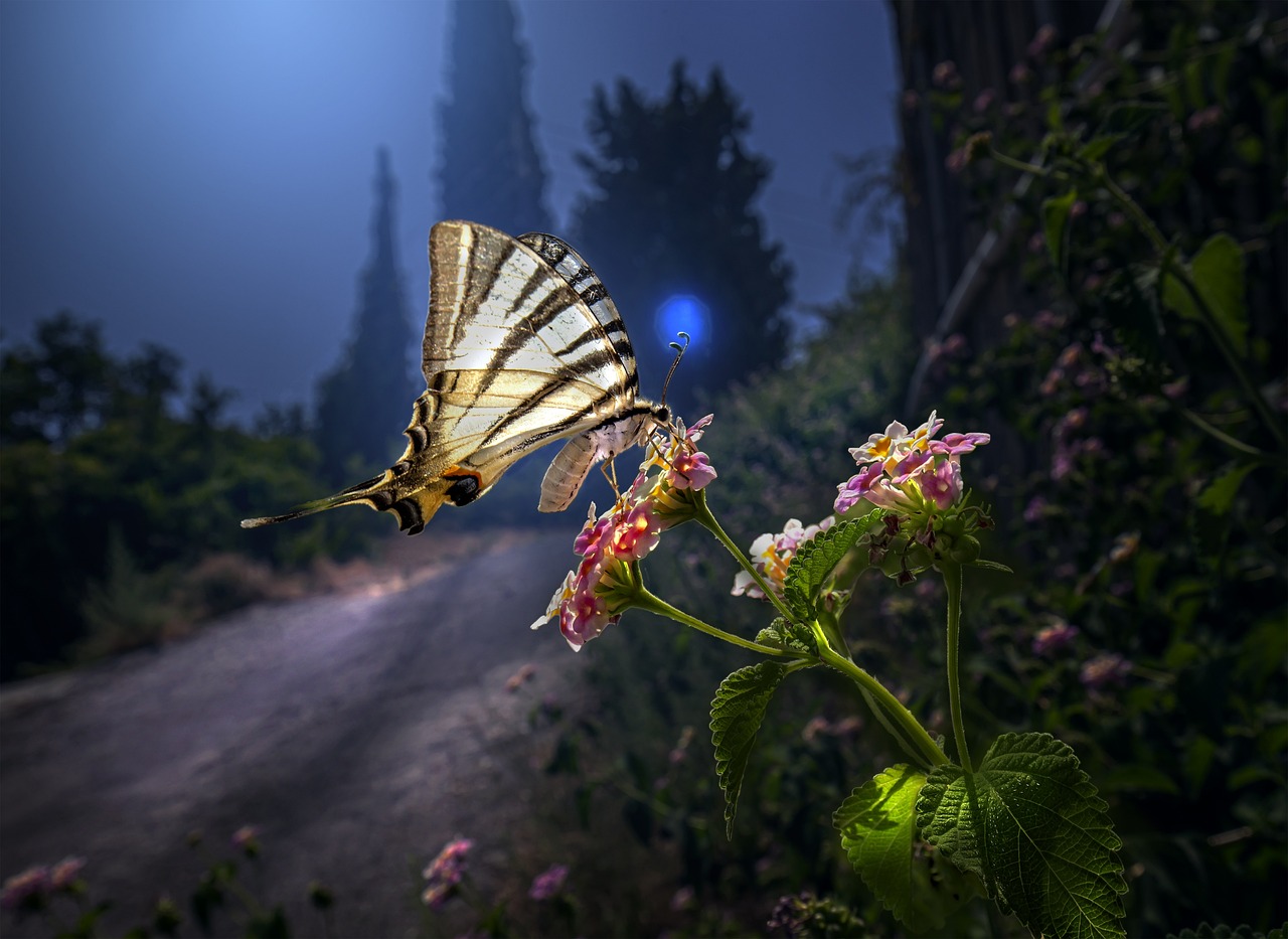 Scarce Swallowtail (Iphiclides podalirius)