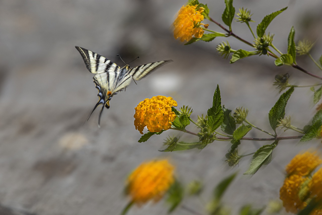 Scarce Swallowtail (Iphiclides podalirius)