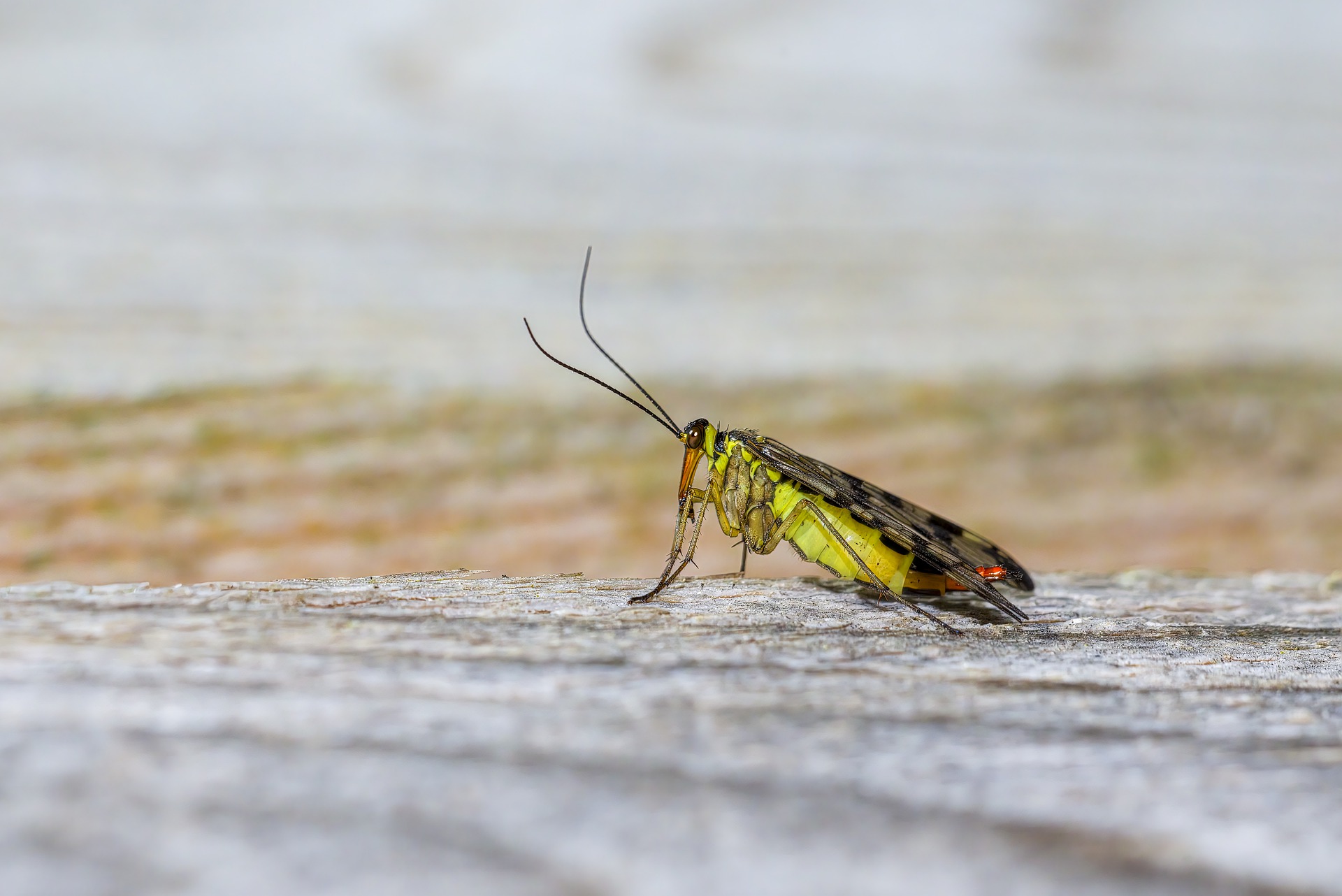 Scorpionfly (Panorpa communis)