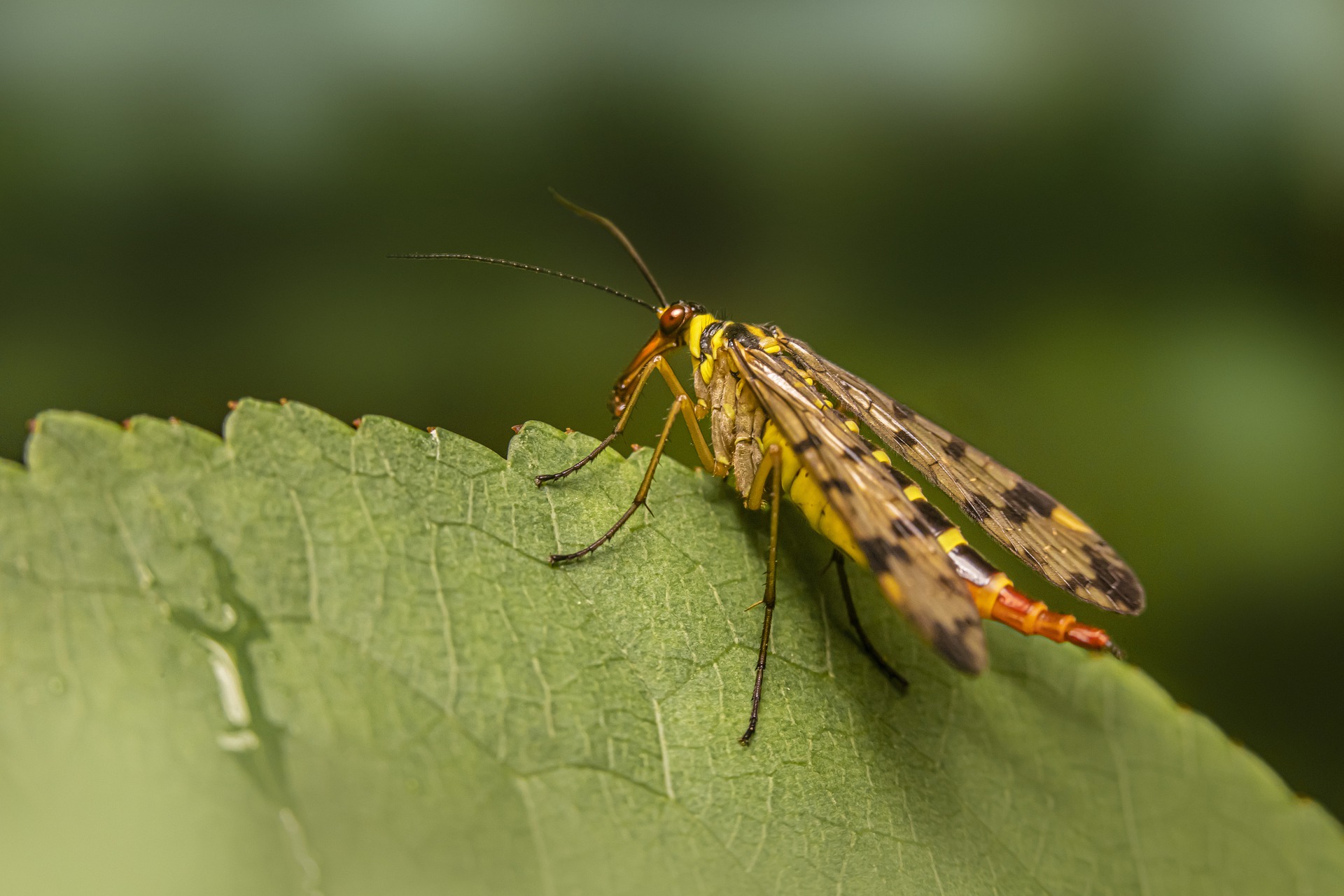 Scorpionfly (Panorpa communis)