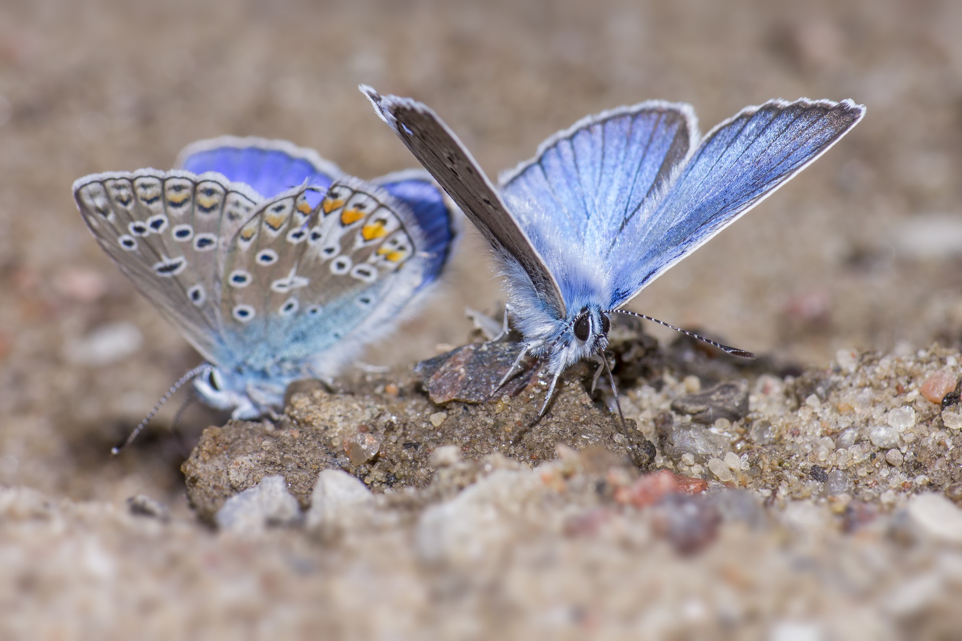 Blue-spot Hairstreak (Polyommatus dorylas)