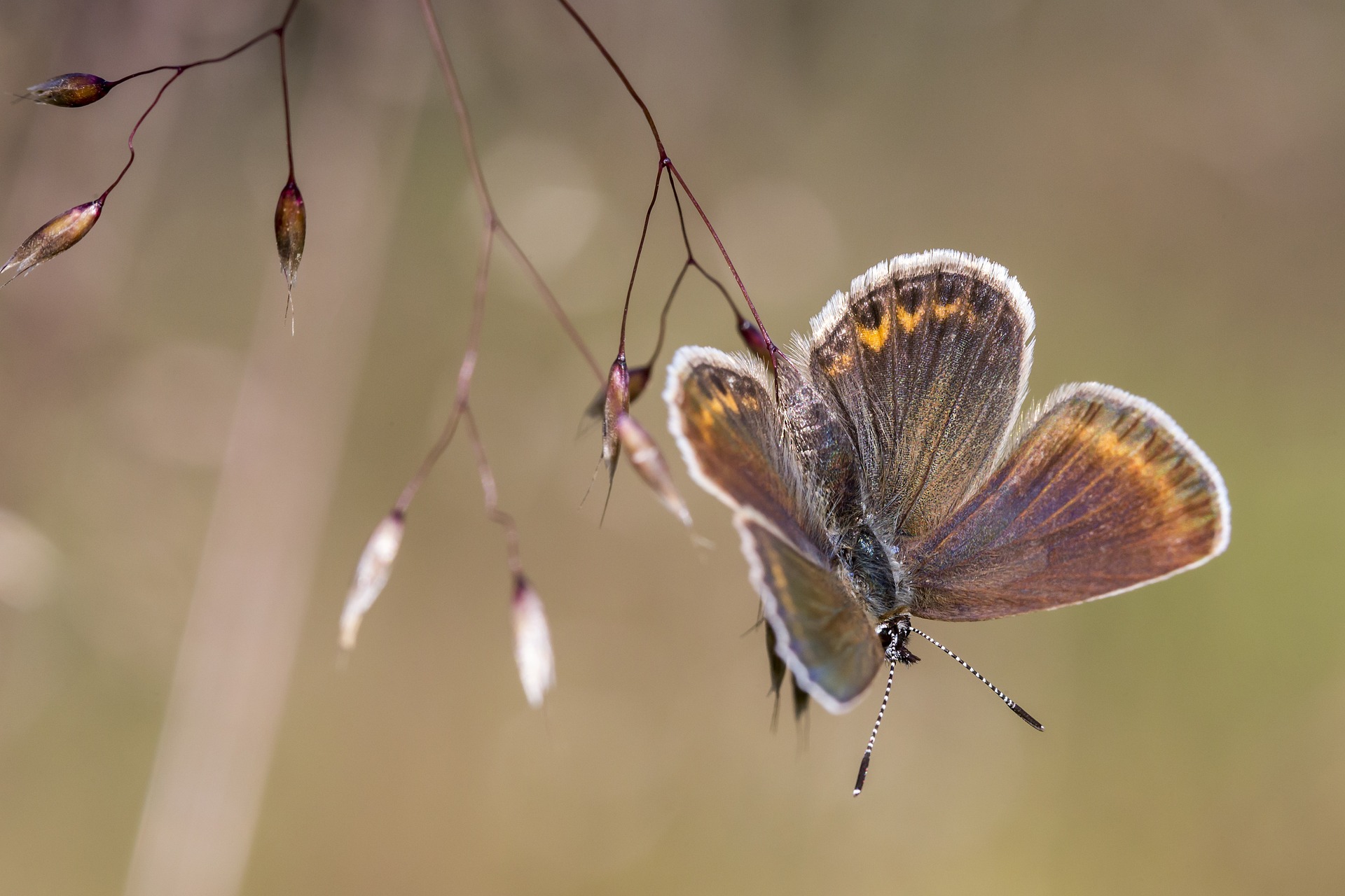 Silver-studded Blue (Plebejus argus)