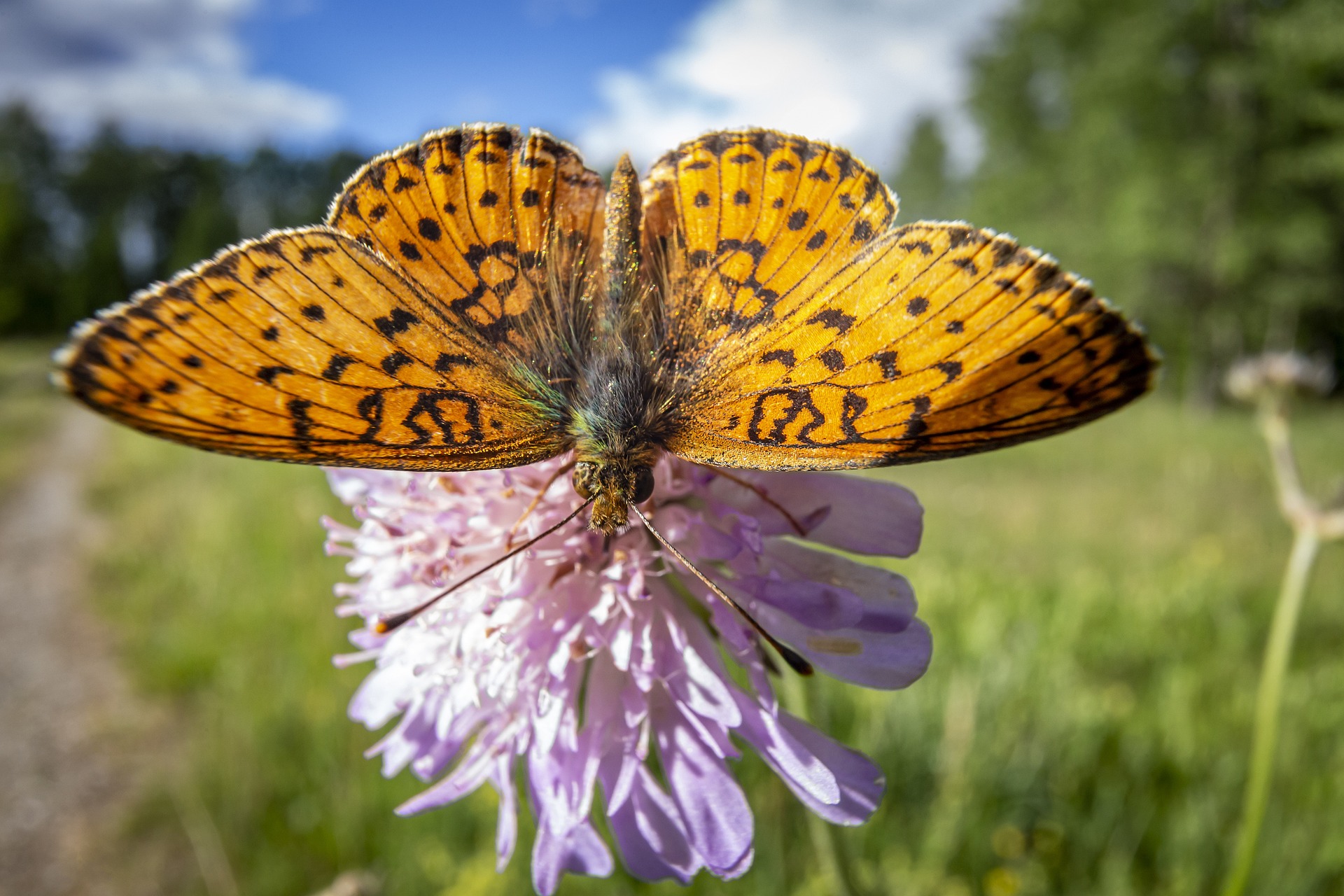  Lesser marbled fritillary (Brenthis ino)