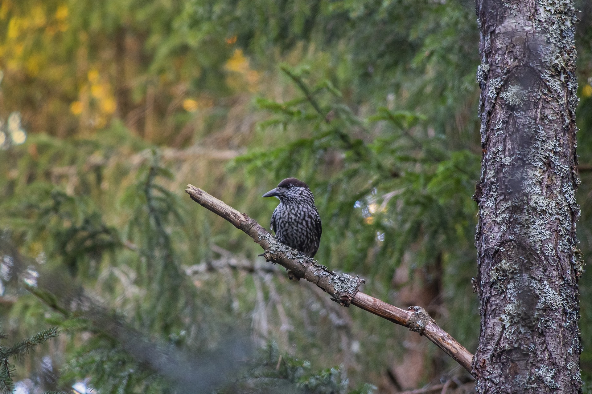 Spotted nutcracker (Nucifraga caryocatactes)