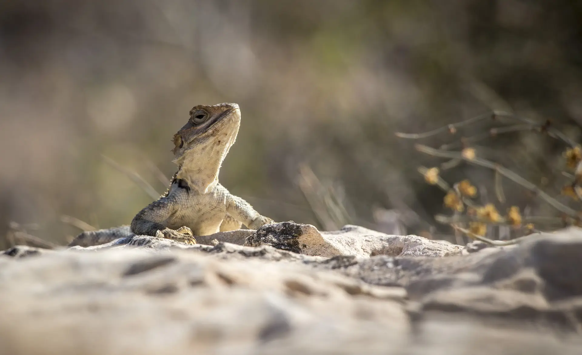 Agama Lizard