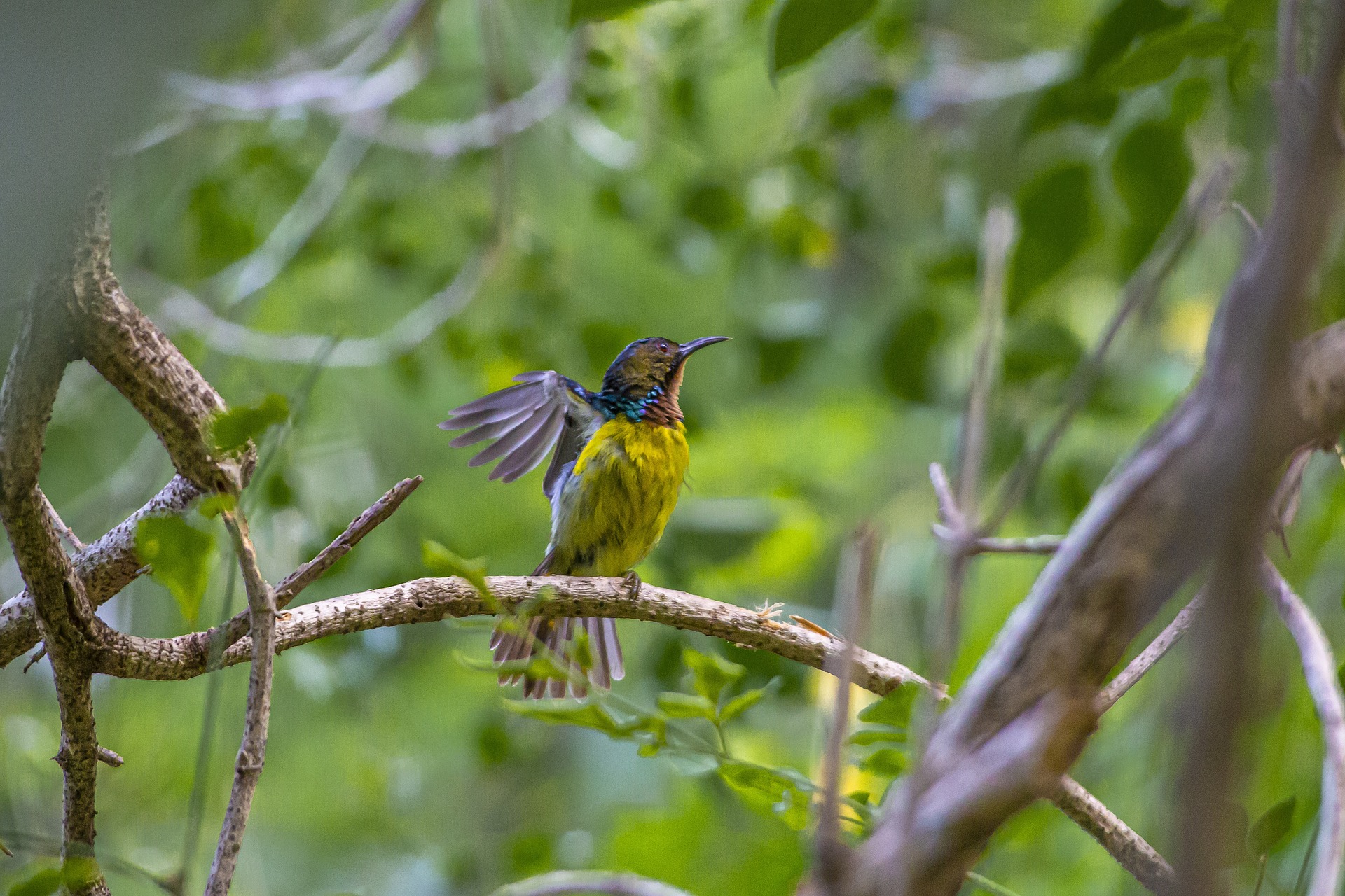 Brown-throated Sunbird (Anthreptes malacensis)