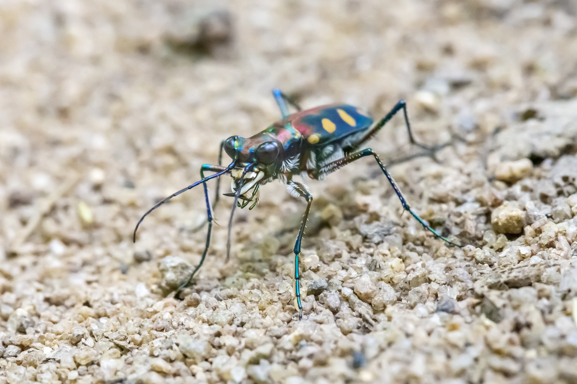 Golden-spotted Tiger Beetle (Cicindela aurulenta)