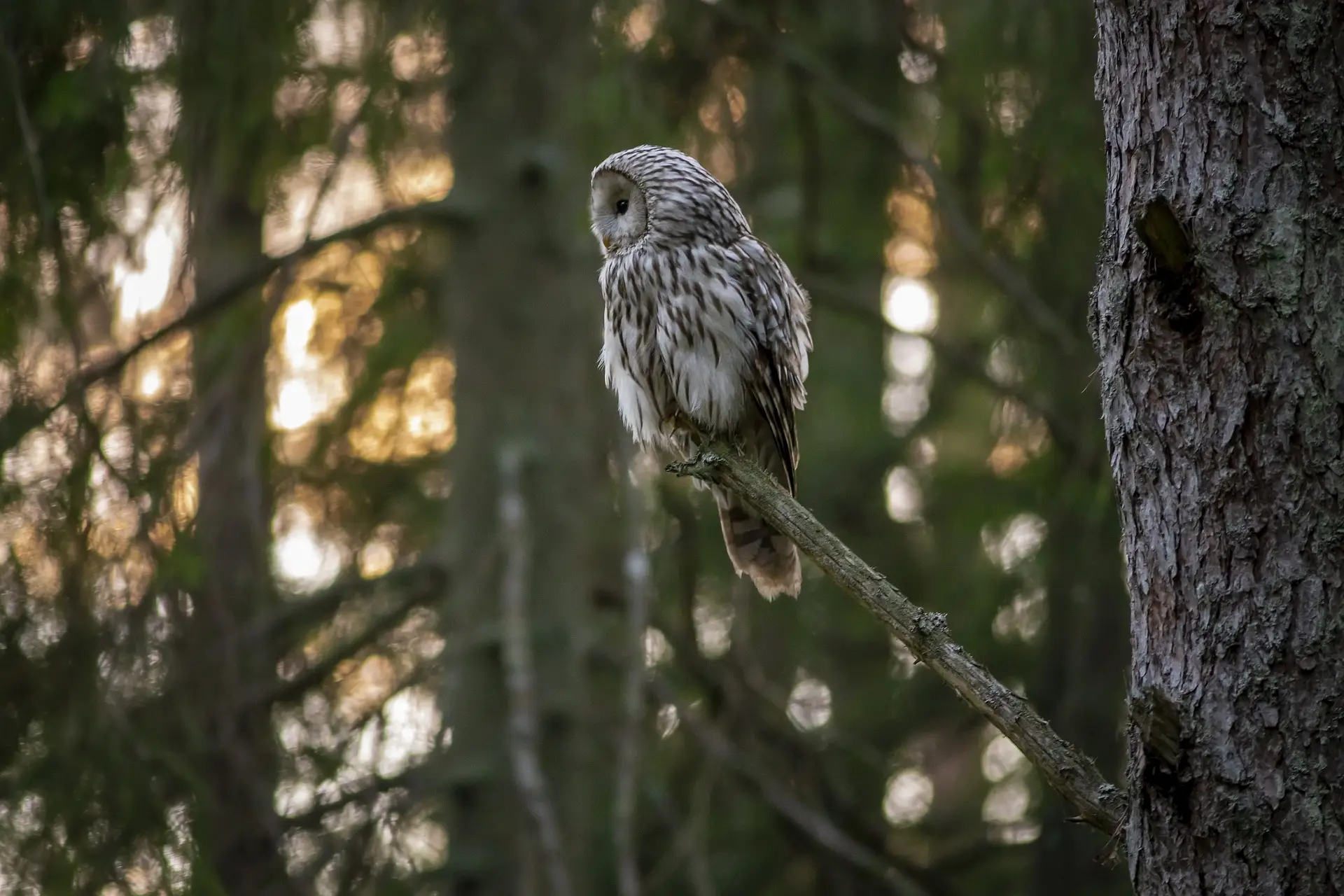 Ural owl (Strix uralensis)