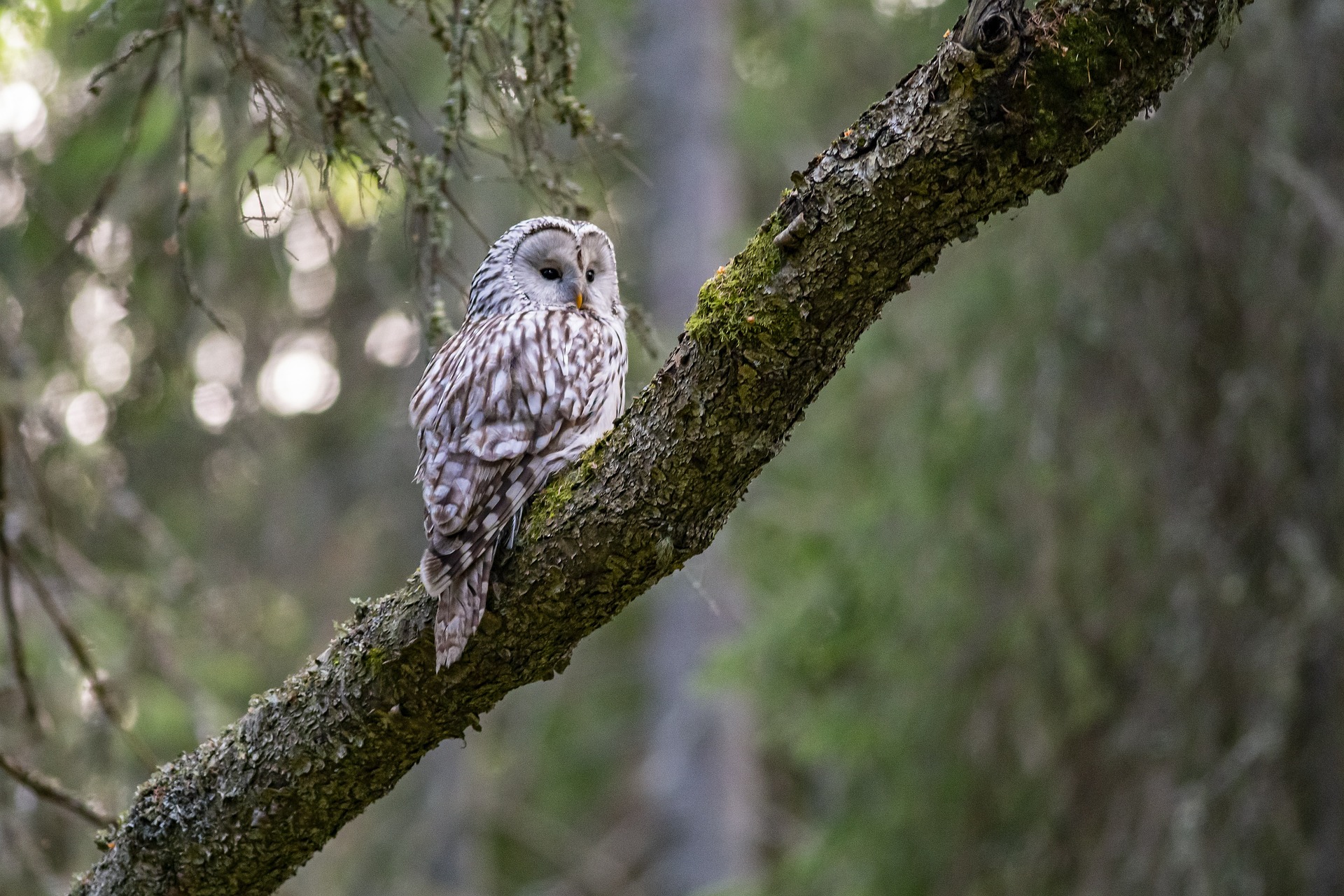 Ural owl (Strix uralensis)