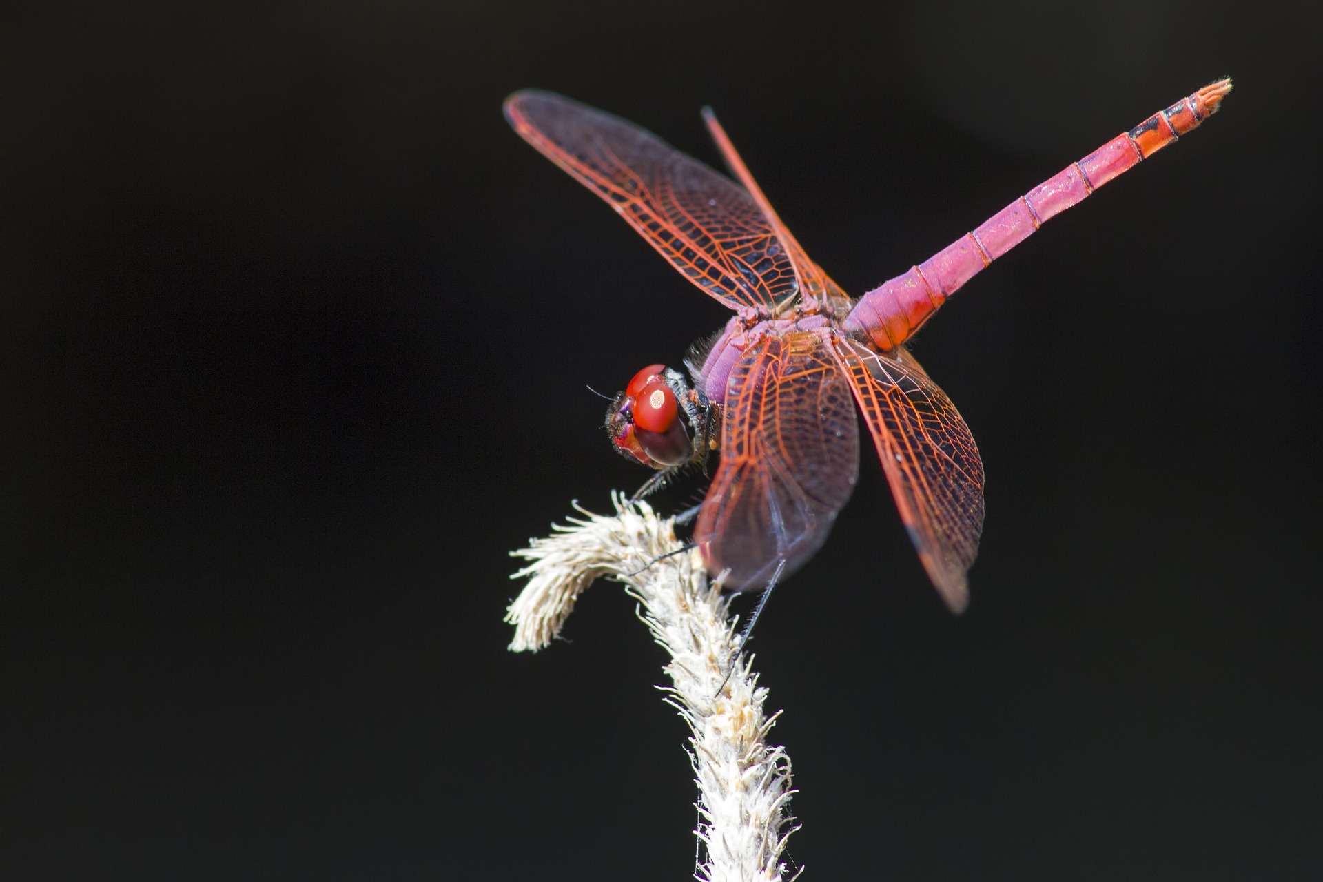 Violet Dropwing (Trithemis annulata)