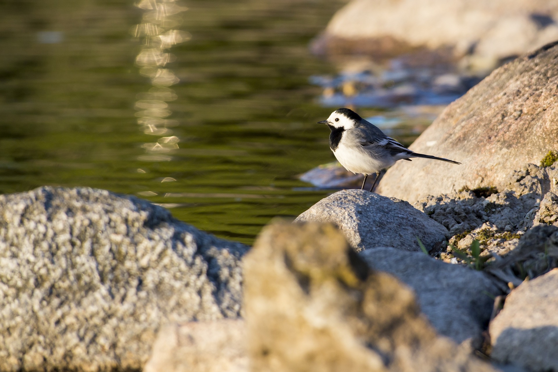 White Wagtail (Motacilla alba)