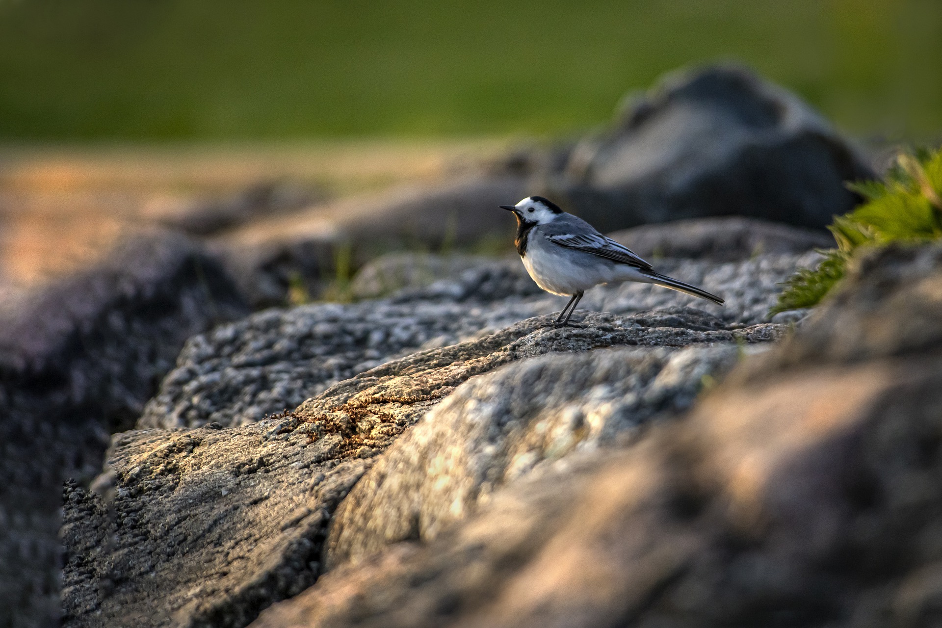 White Wagtail (Motacilla alba)