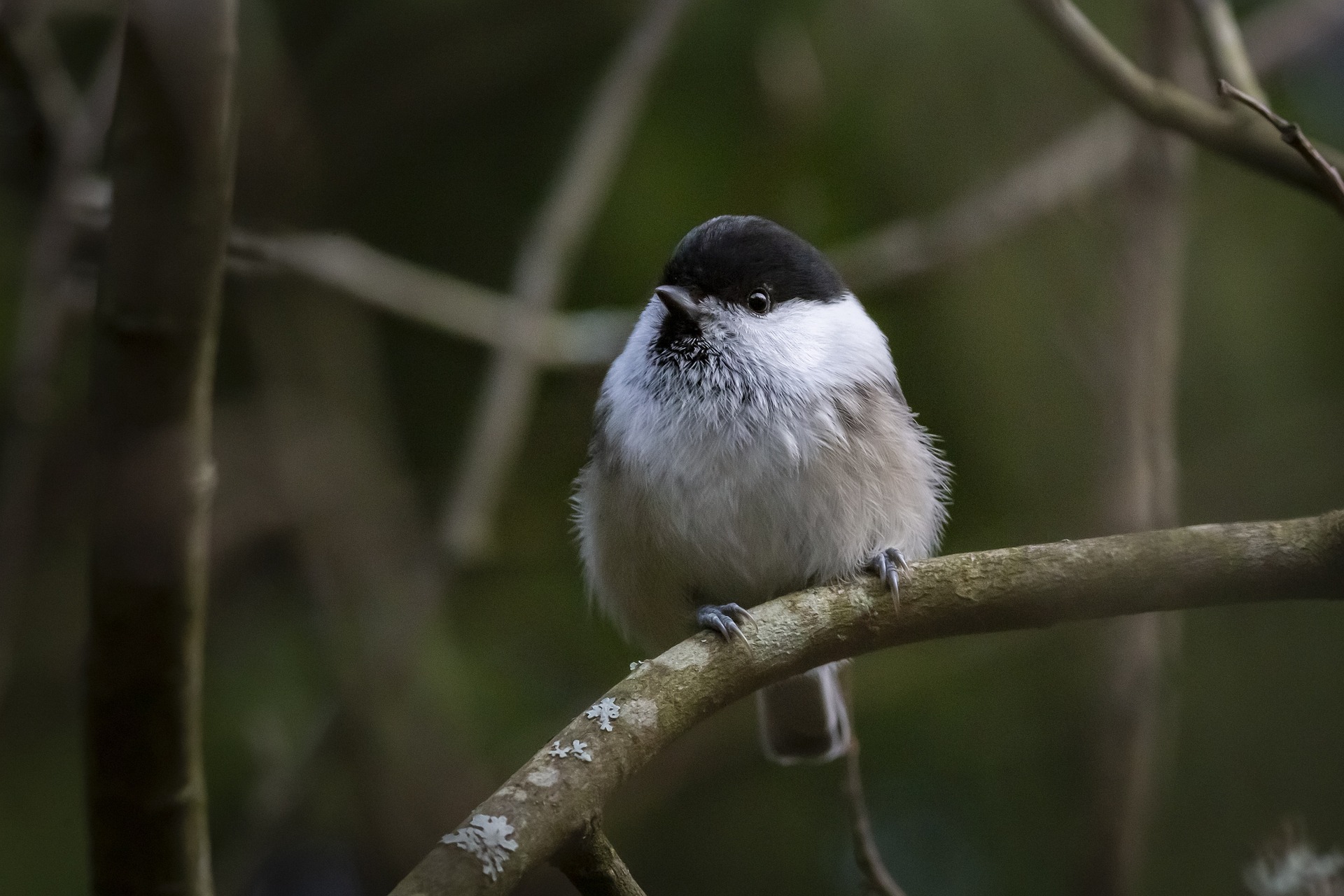 Willow tit (Poecile montanus)