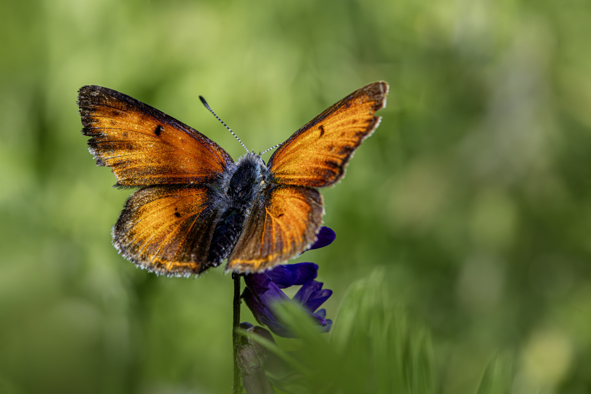 Purple-edged Copper (Lycaena hippothoe)