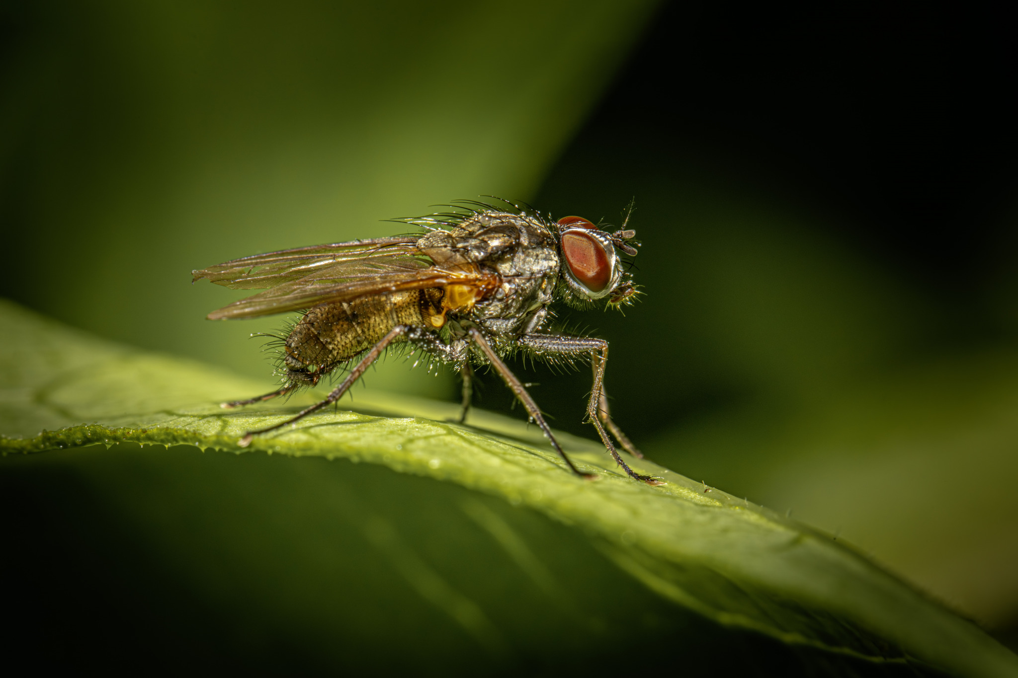 Common house fly (Musca domestica)