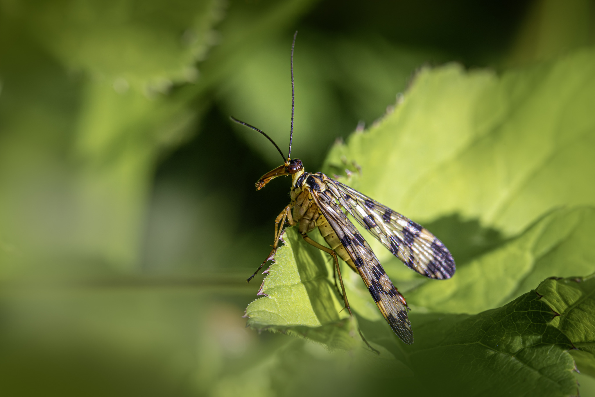 Scorpion Fly (Panorpa communis)