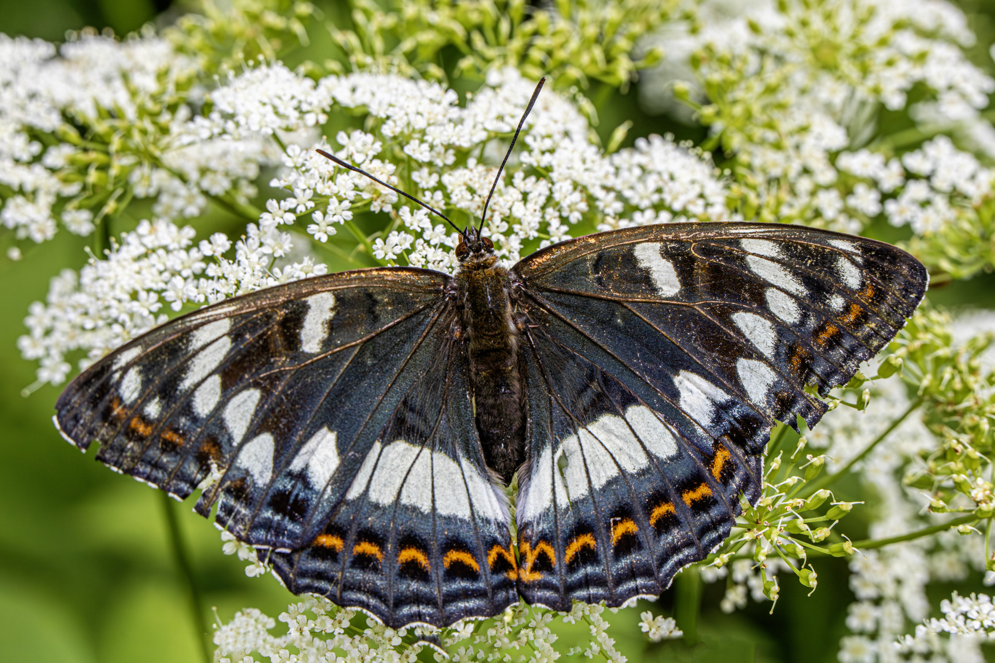 Poplar admiral (Limentis populi)