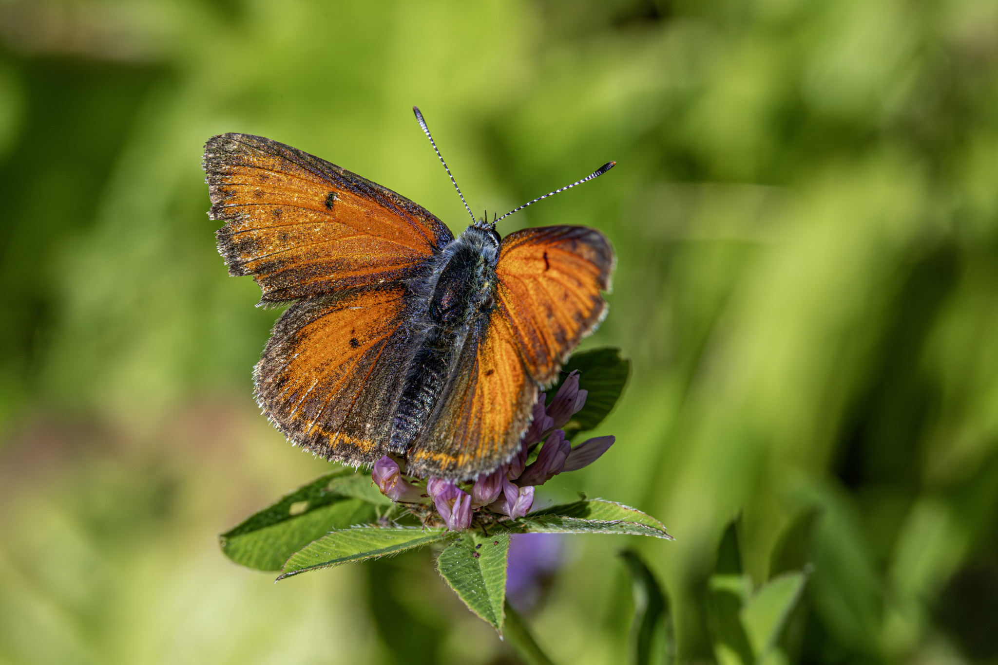 Purple-edged Copper (Lycaena hippothoe)