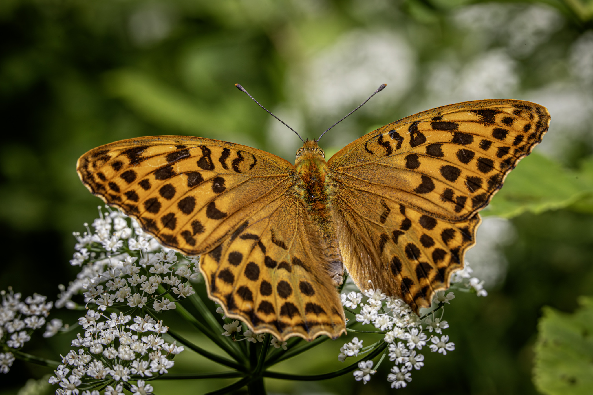 Silver-washed Fritillary (Argynnis paphia)