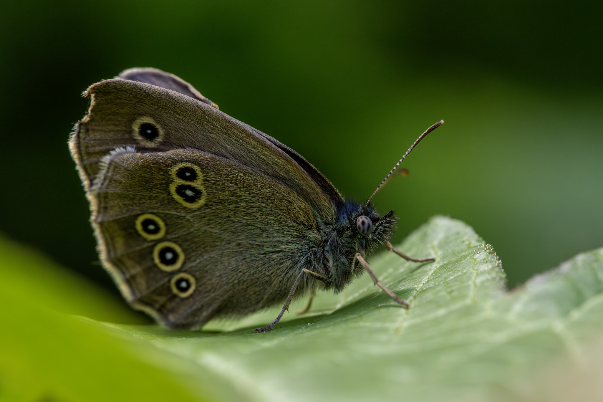 Ringlet (Aphantopus hyperantus)