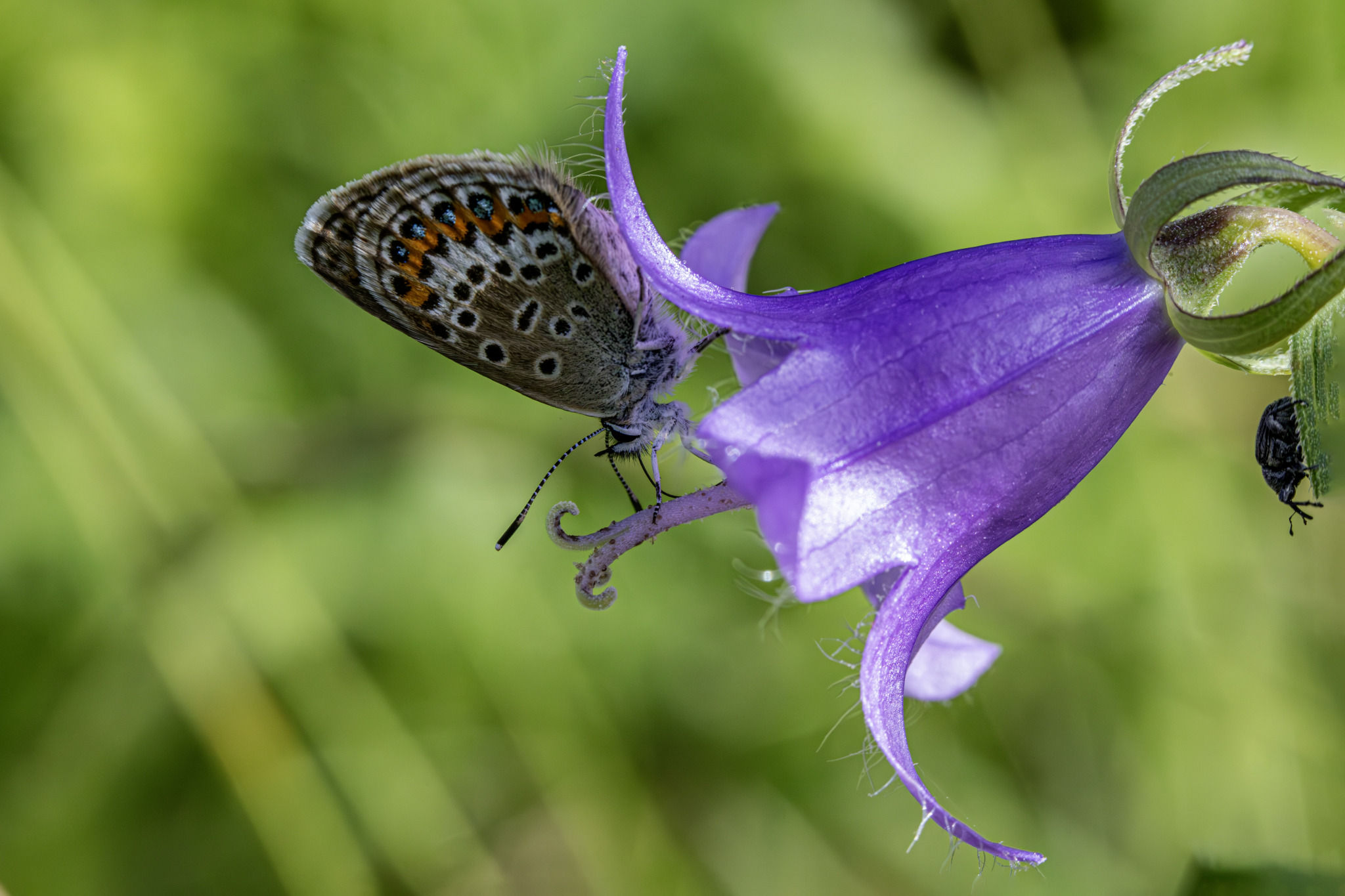 Silver-studded Blue (Plebejus argus)