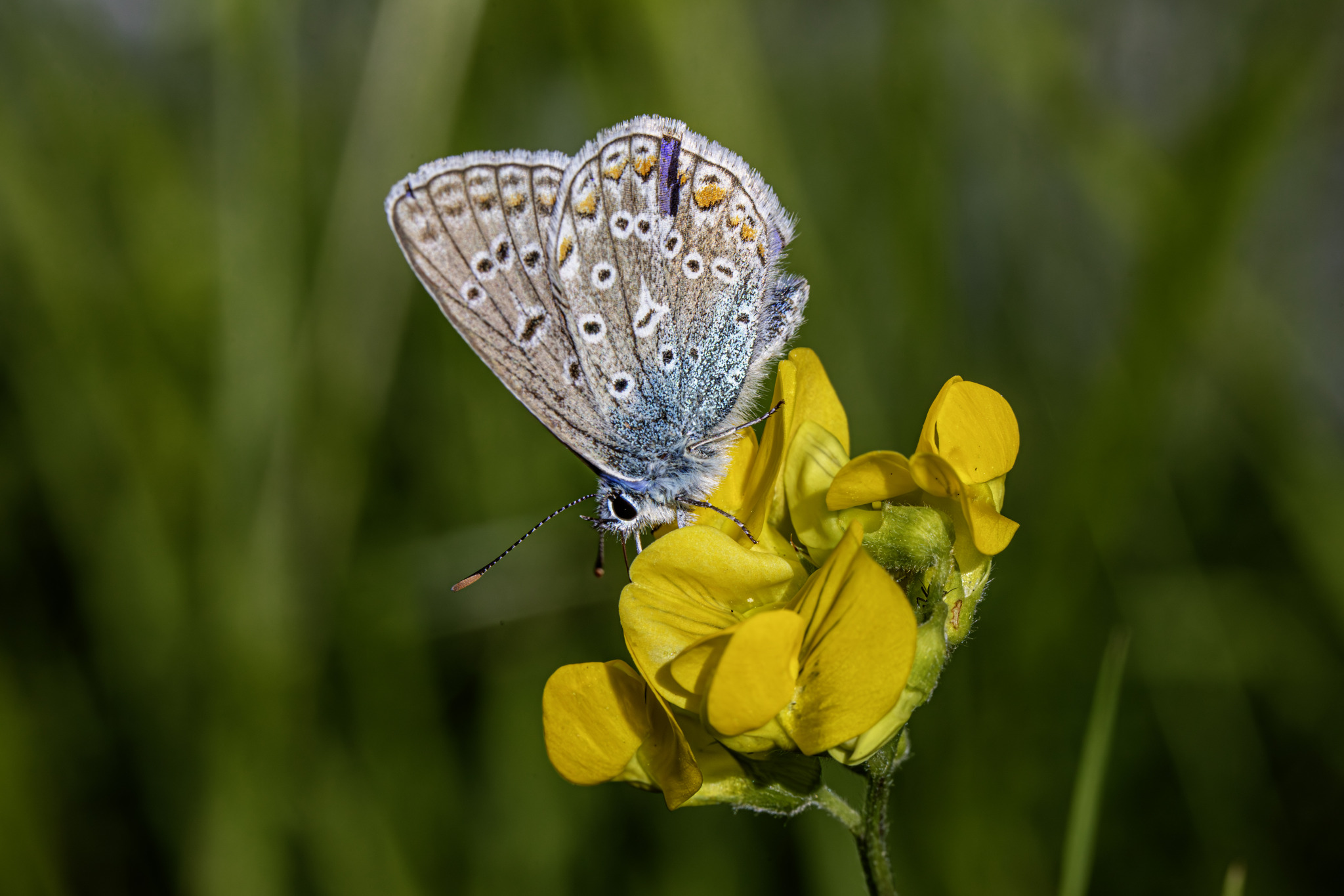 Common blue (Polyommatus icarus)