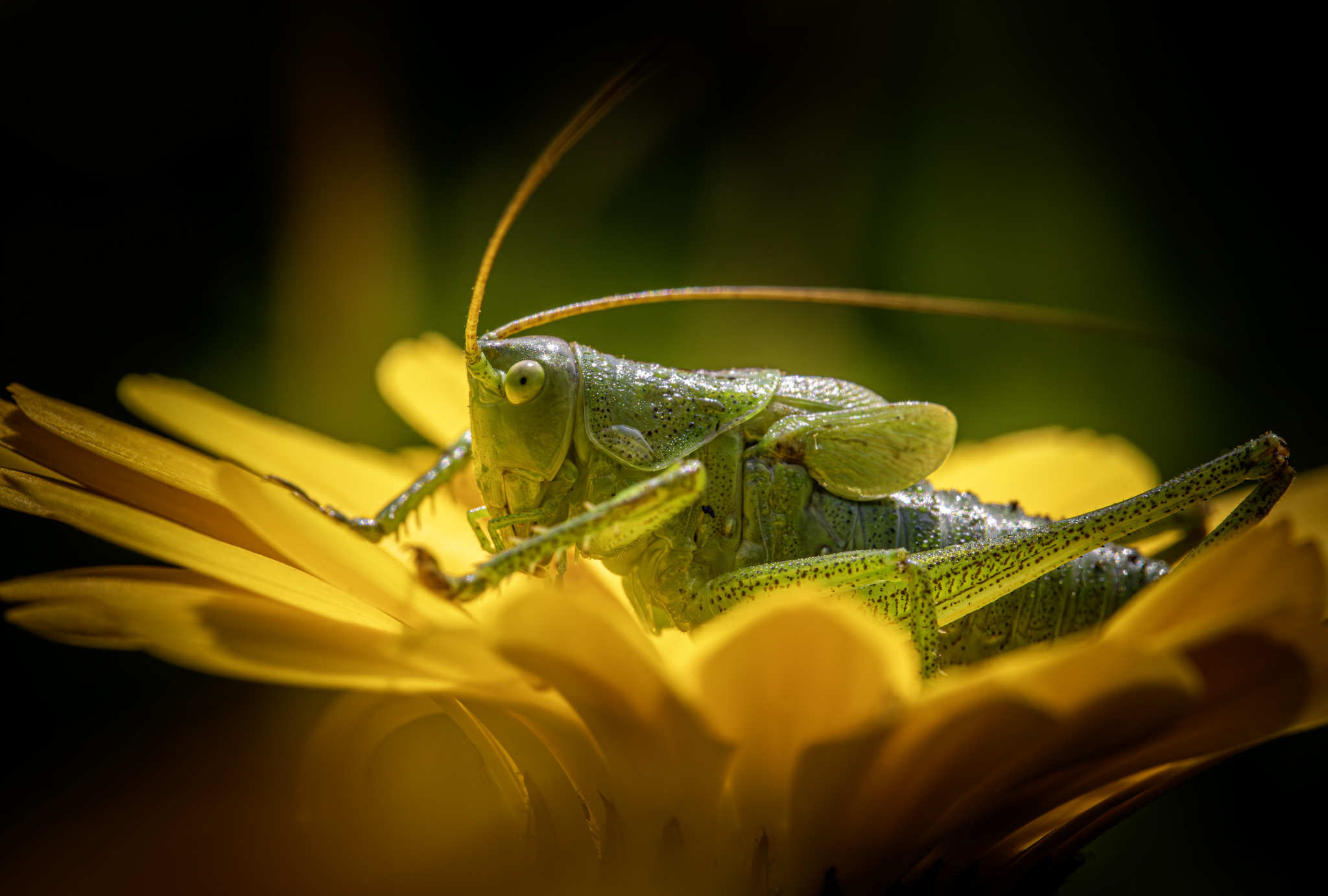 Great green bush cricket (Tettigonia viridissima)