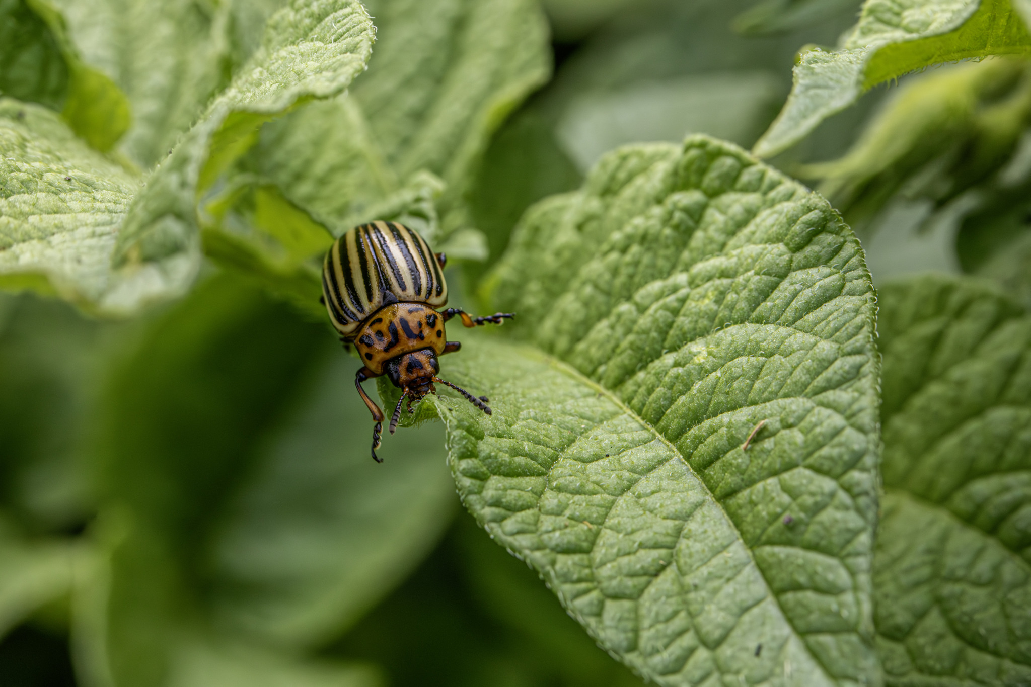 Colorado potato beetle (Leptinotarsa decemlineata)