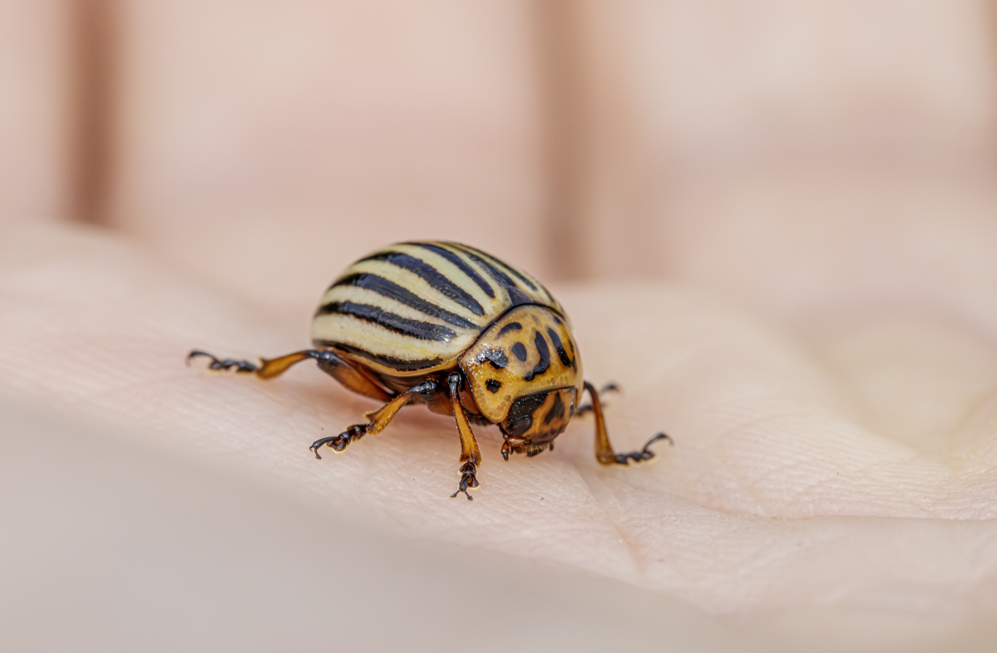 Colorado potato beetle (Leptinotarsa decemlineata)