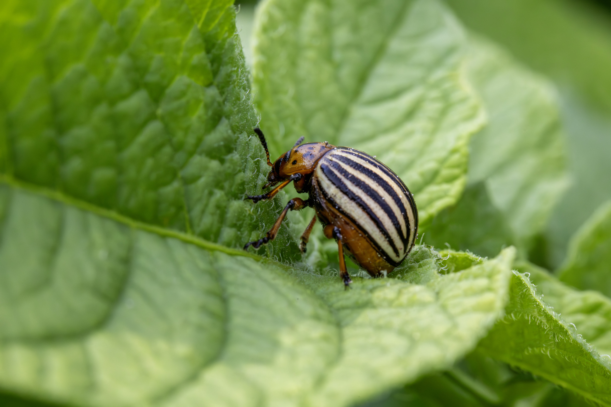 Colorado potato beetle (Leptinotarsa decemlineata)