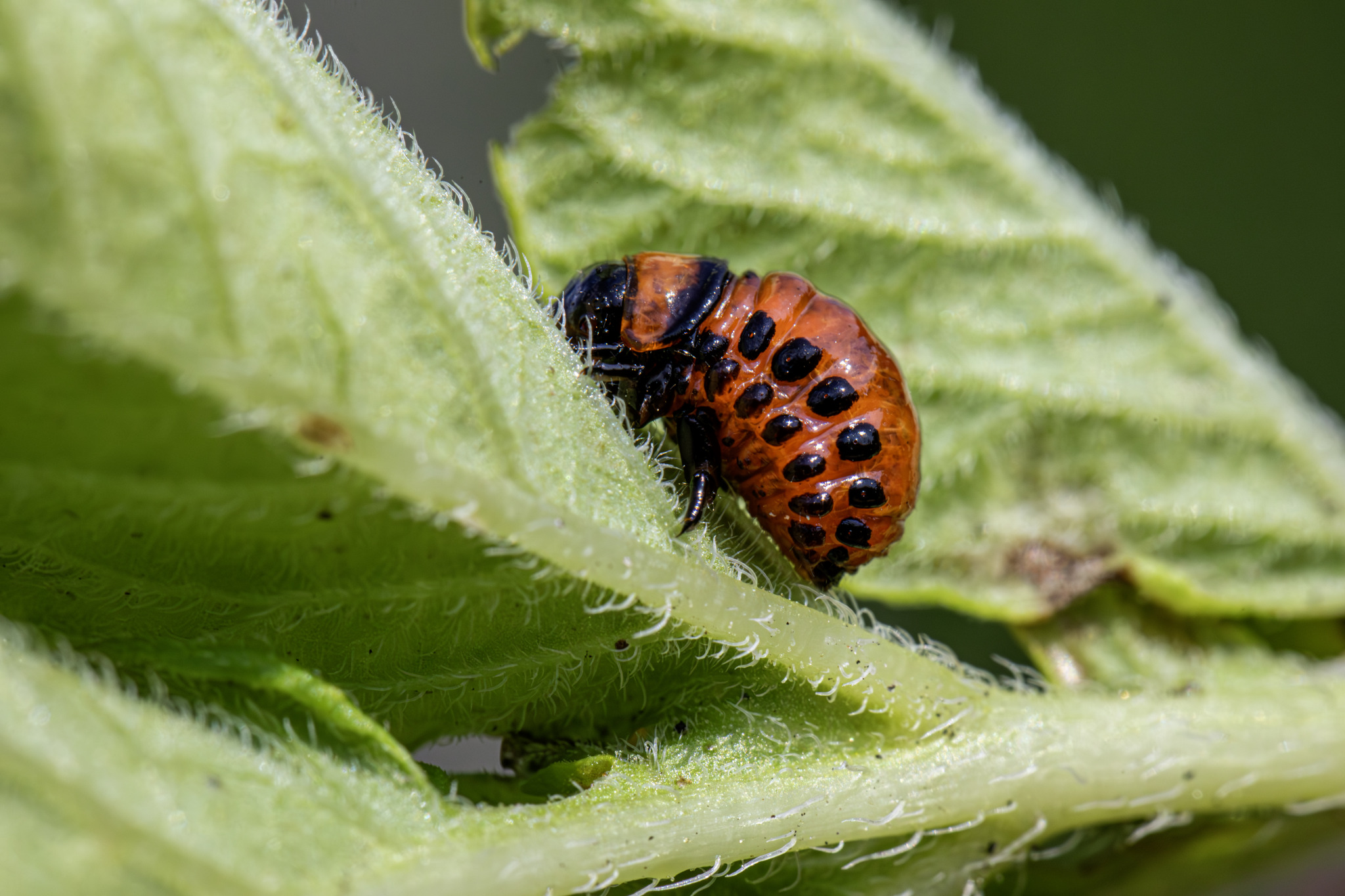 Colorado potato beetle (Leptinotarsa decemlineata)